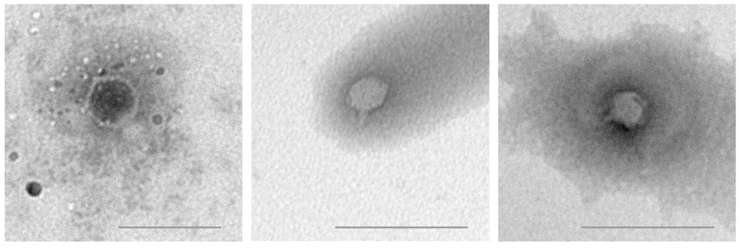 Viruses 13 02539 g002