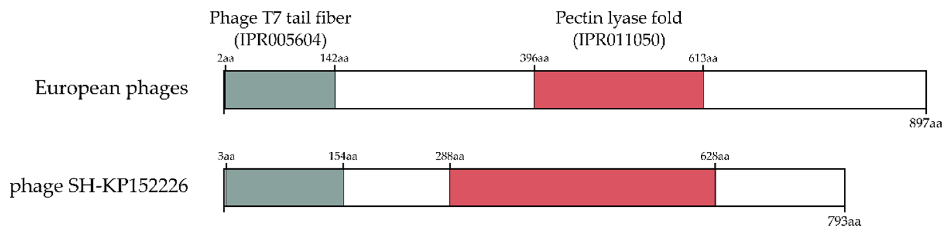 Viruses 13 02539 g004