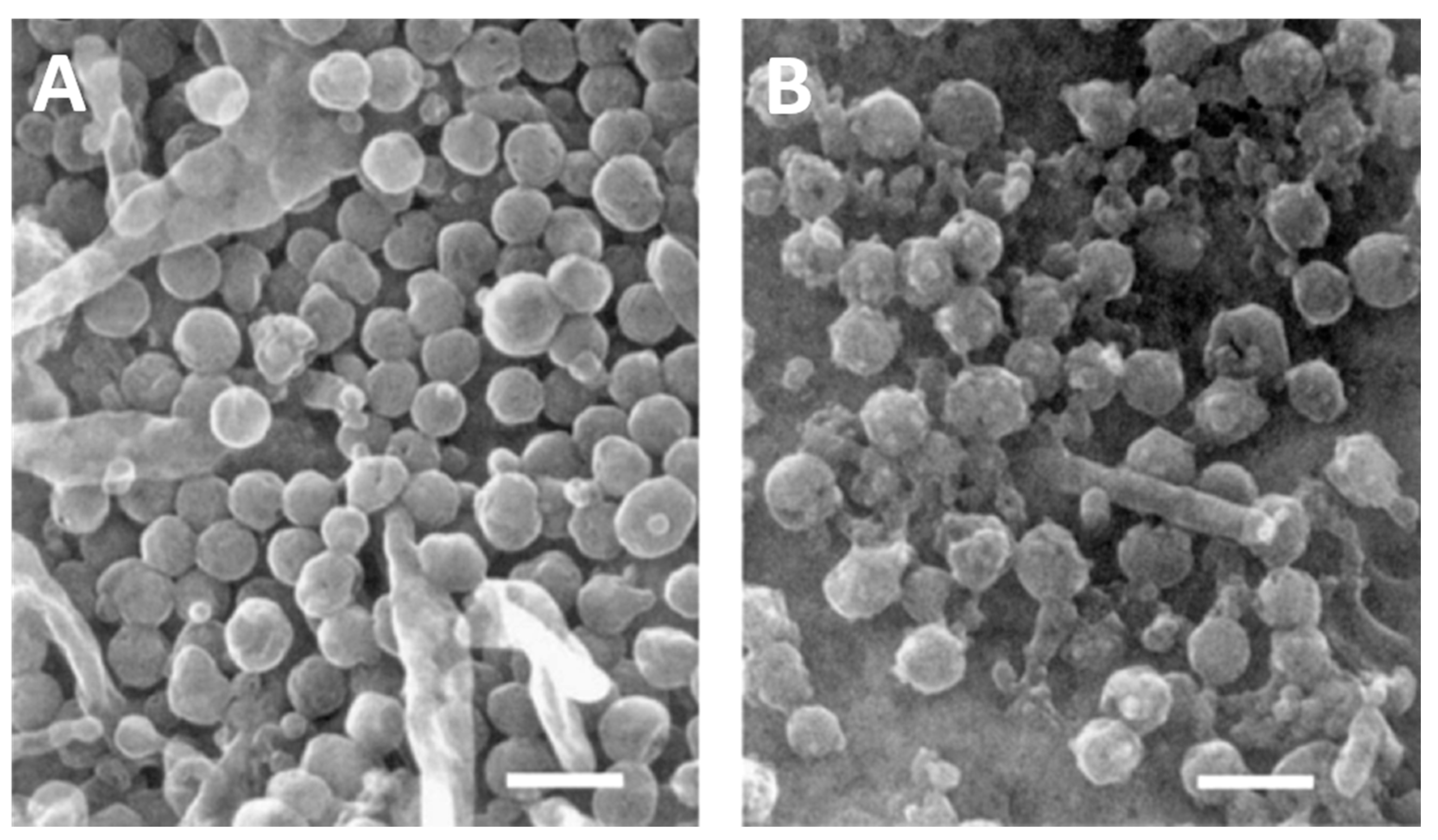 Viruses 13 02542 g001