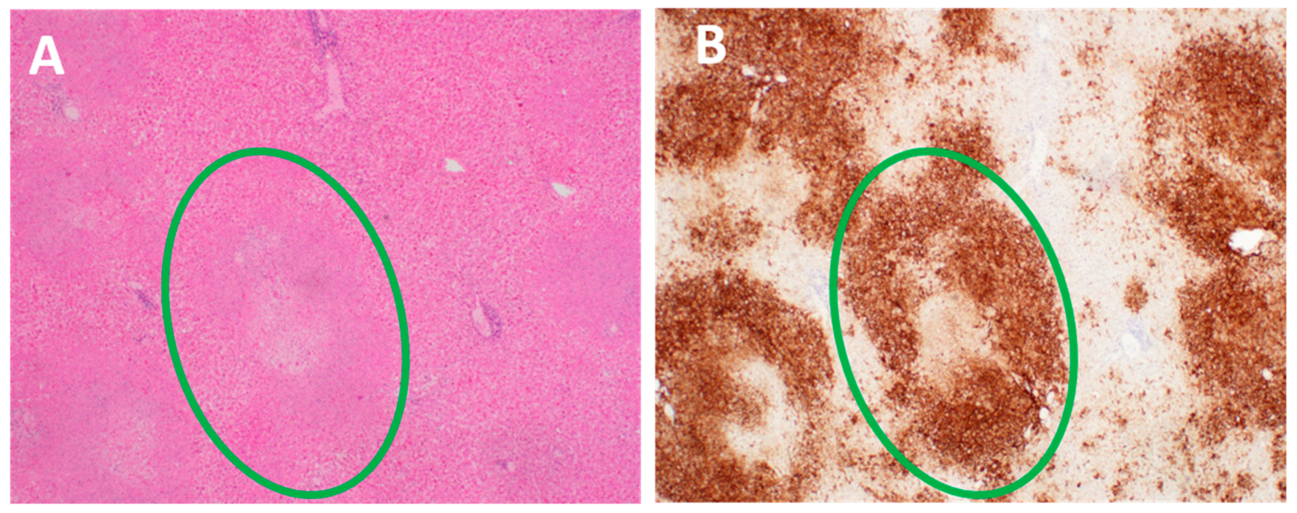 Viruses 13 02542 g003