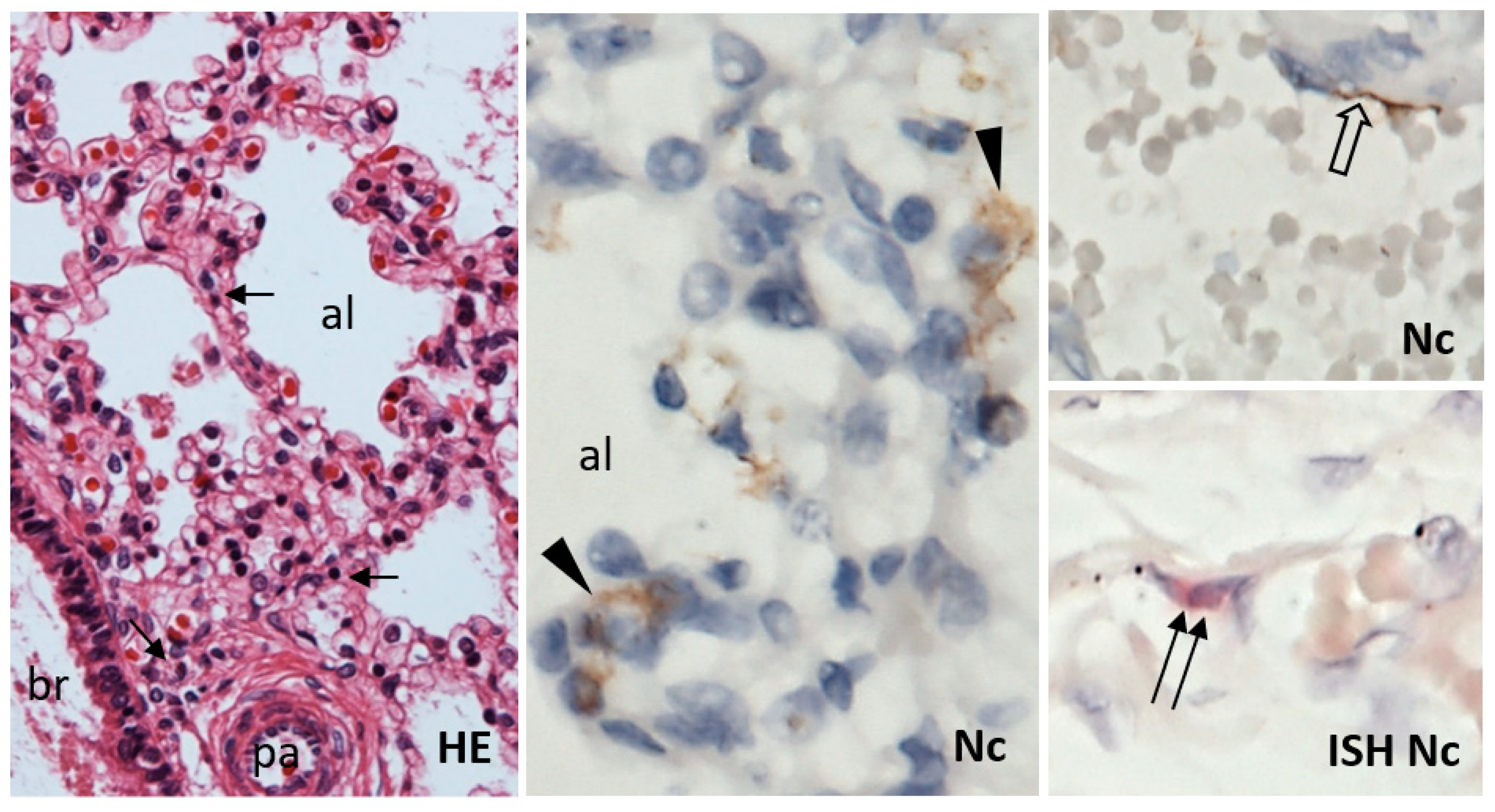 Viruses 13 02545 g004