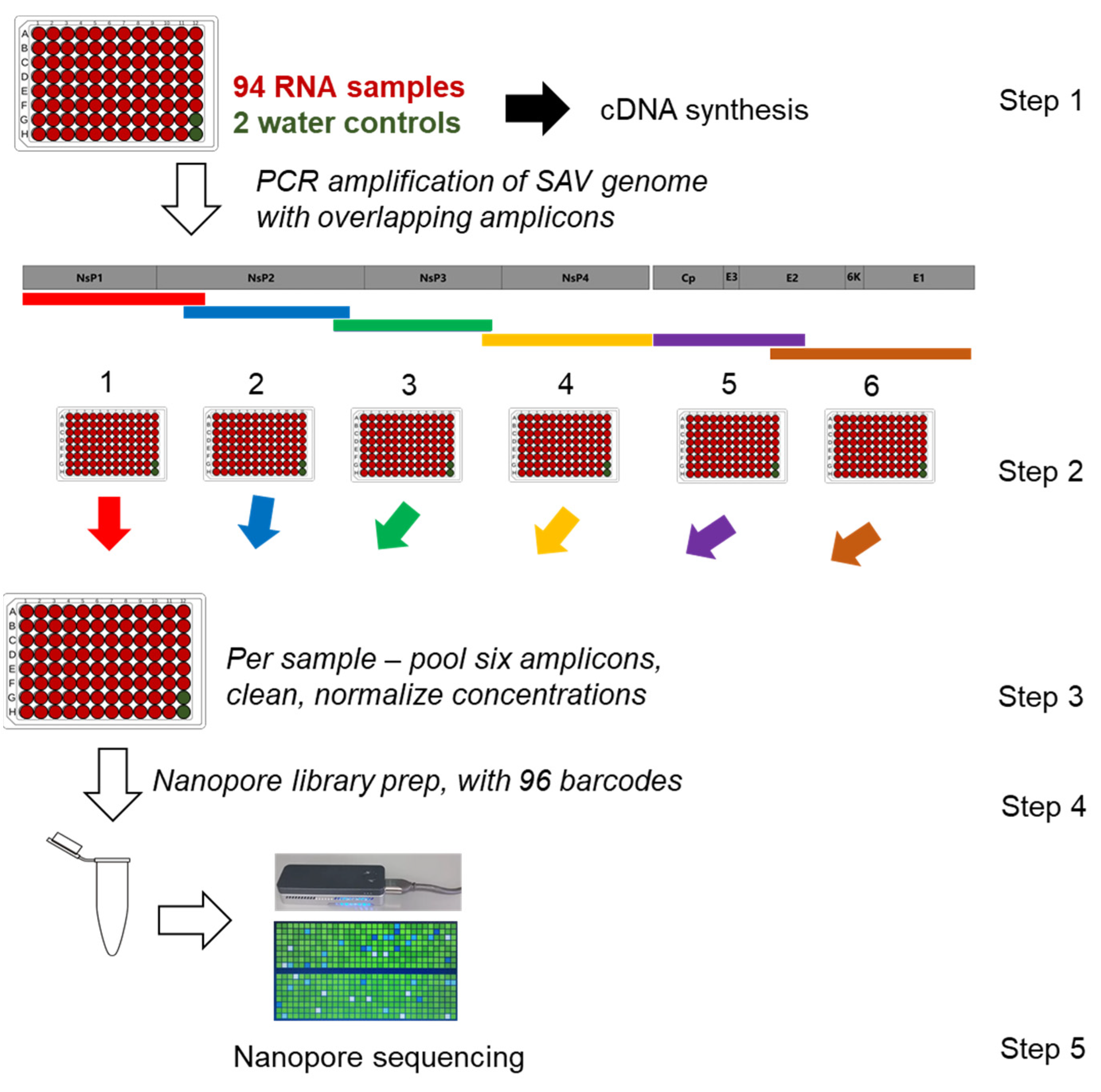 Viruses 13 02549 g002