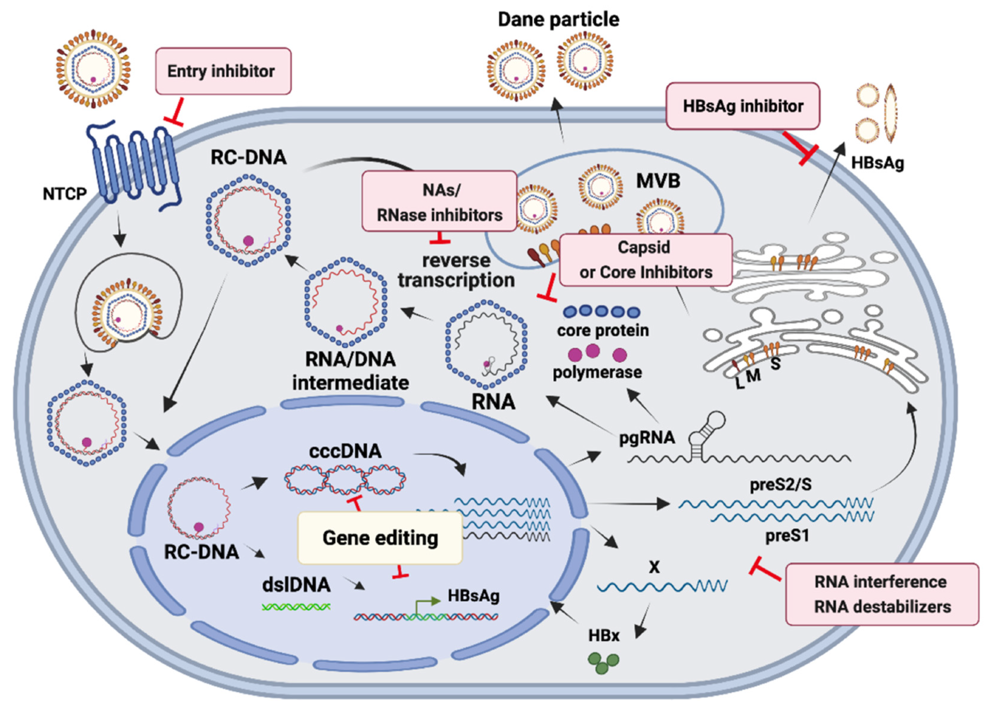 Viruses 14 00004 g001 550