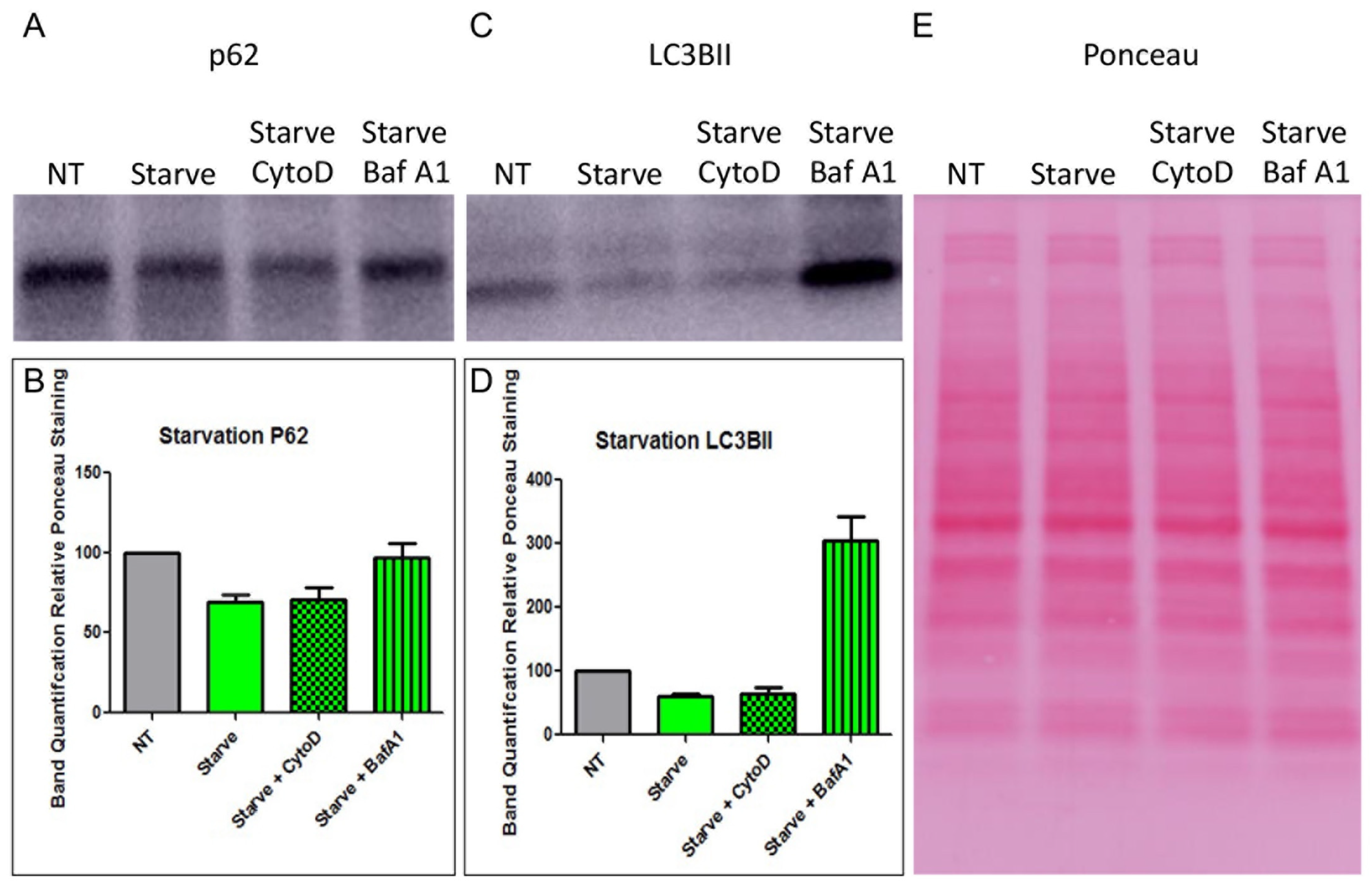 Viruses 14 00013 g005