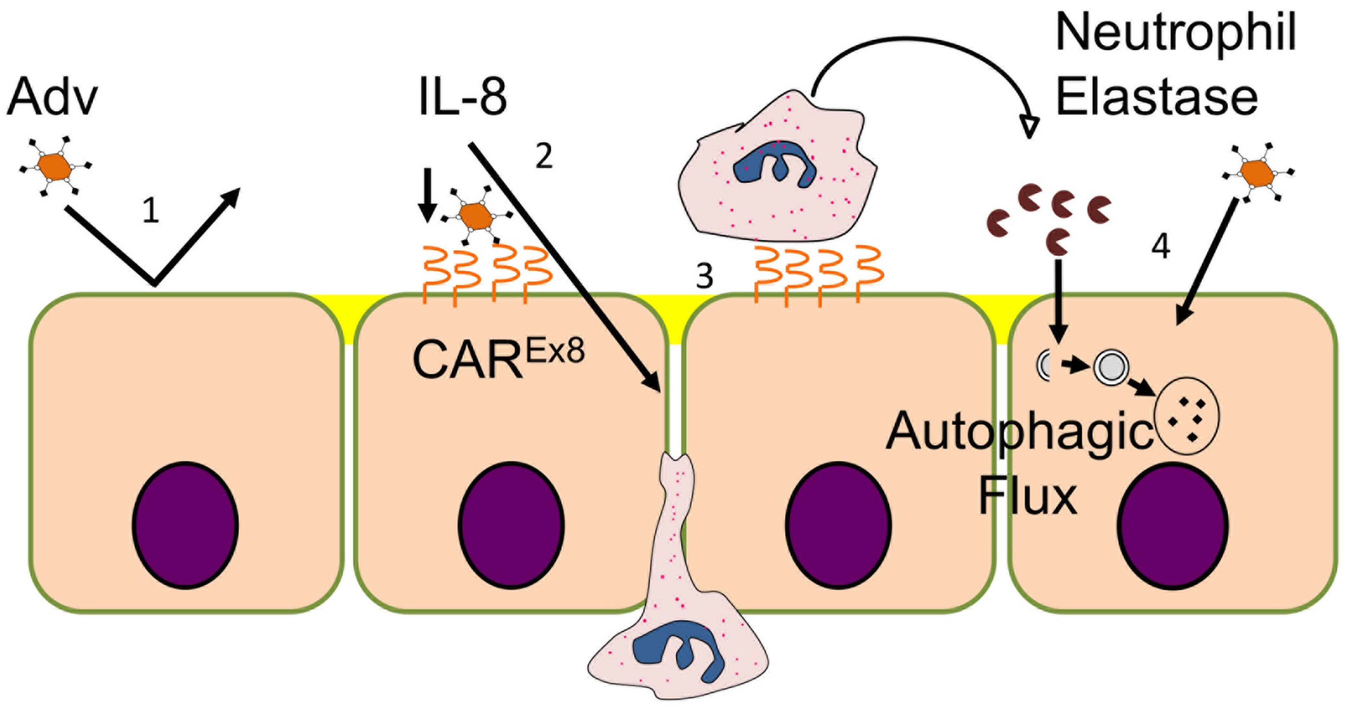 Viruses 14 00013 g007