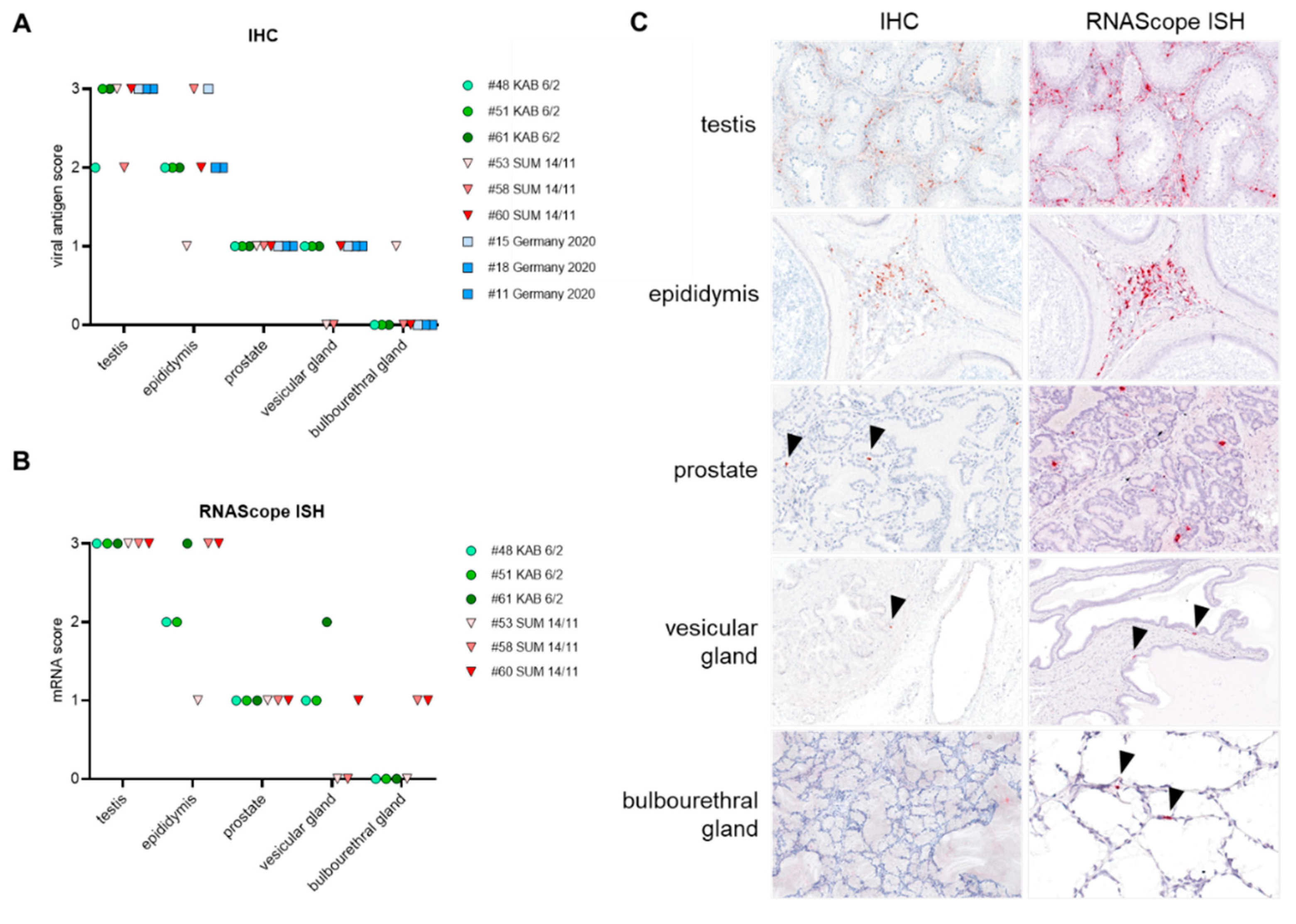 Viruses 14 00031 g005 Viruses 14 00031 g005