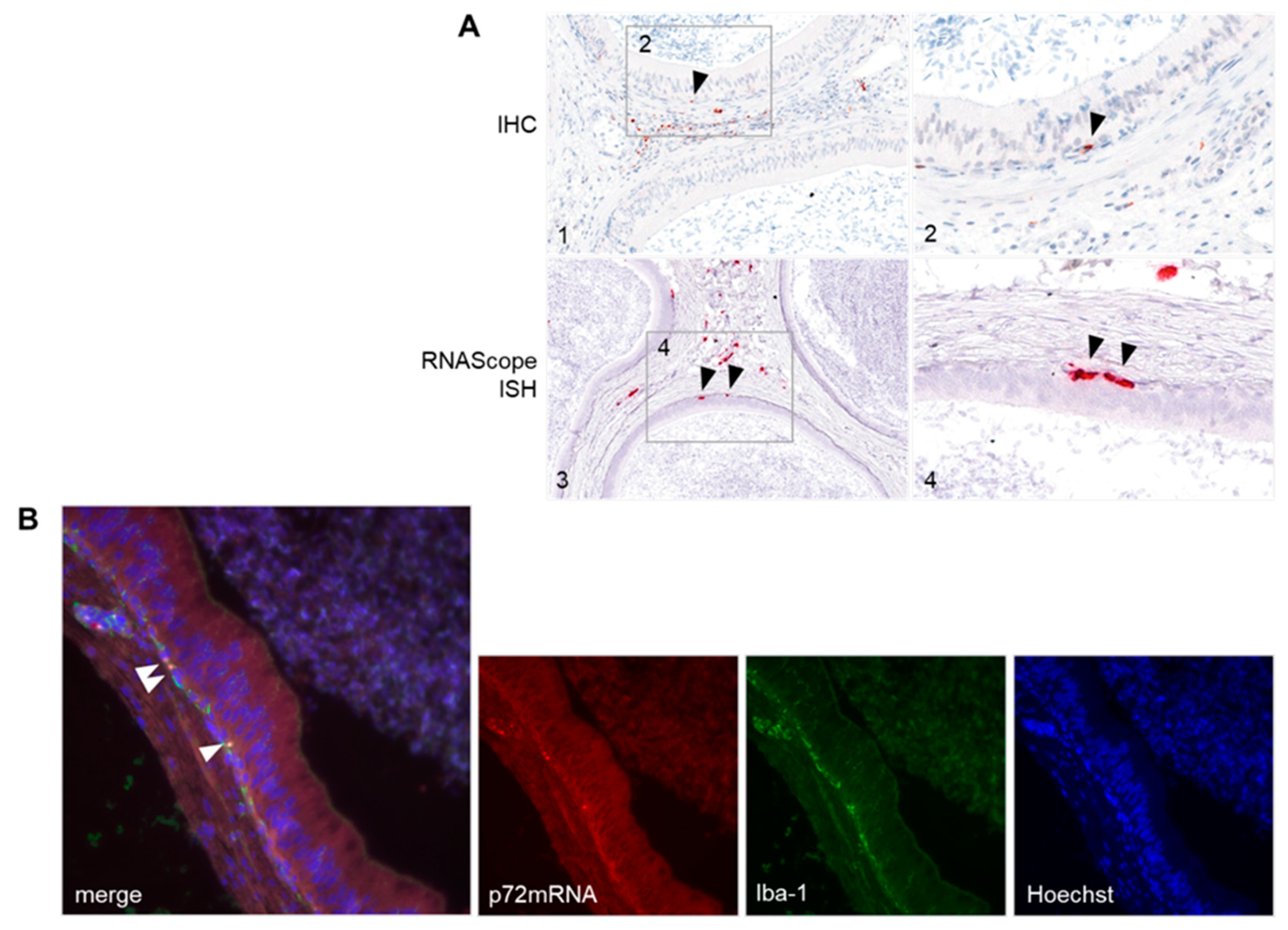 Viruses 14 00031 g006 Viruses 14 00031 g006