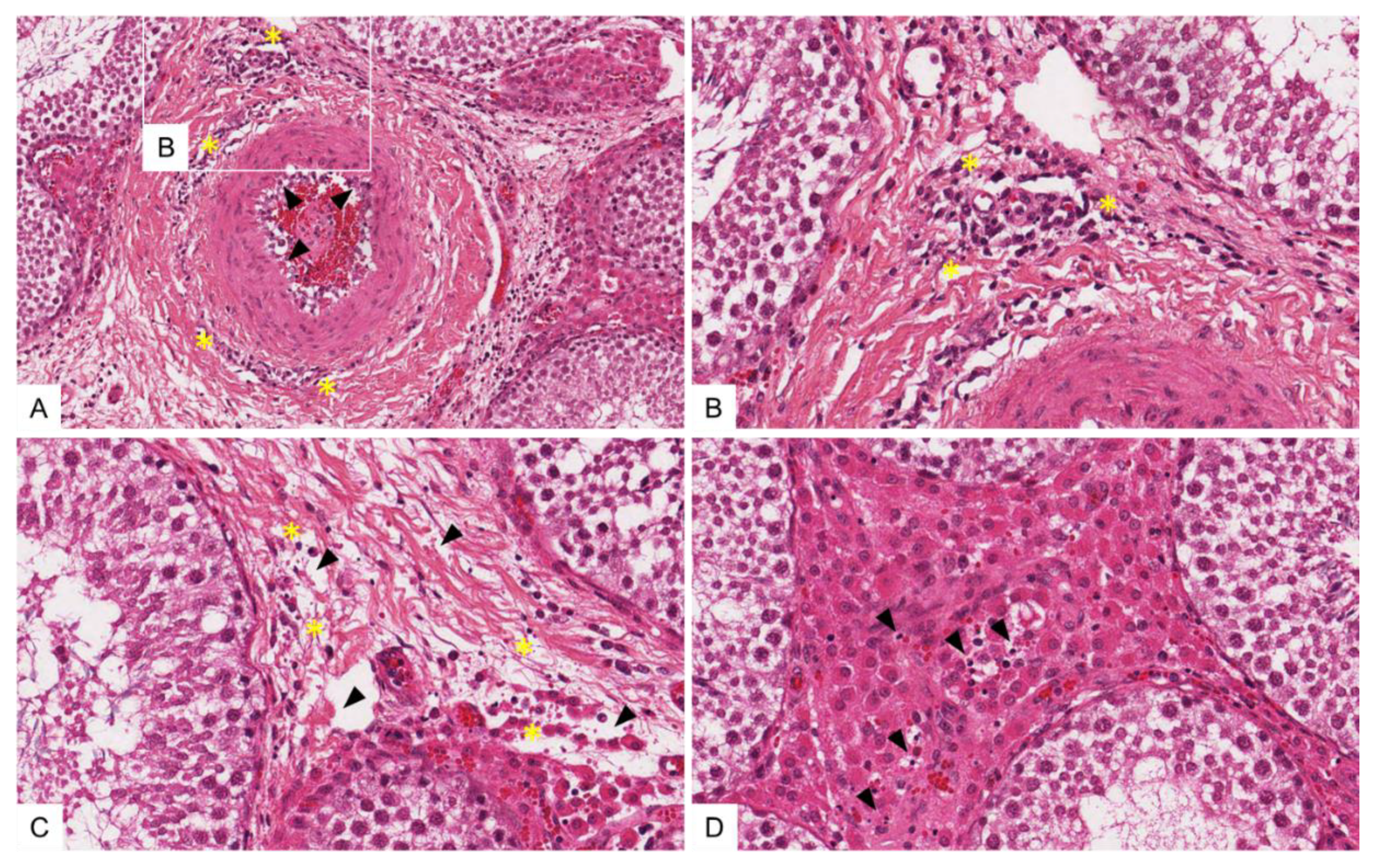 Viruses 14 00031 g007 Viruses 14 00031 g007