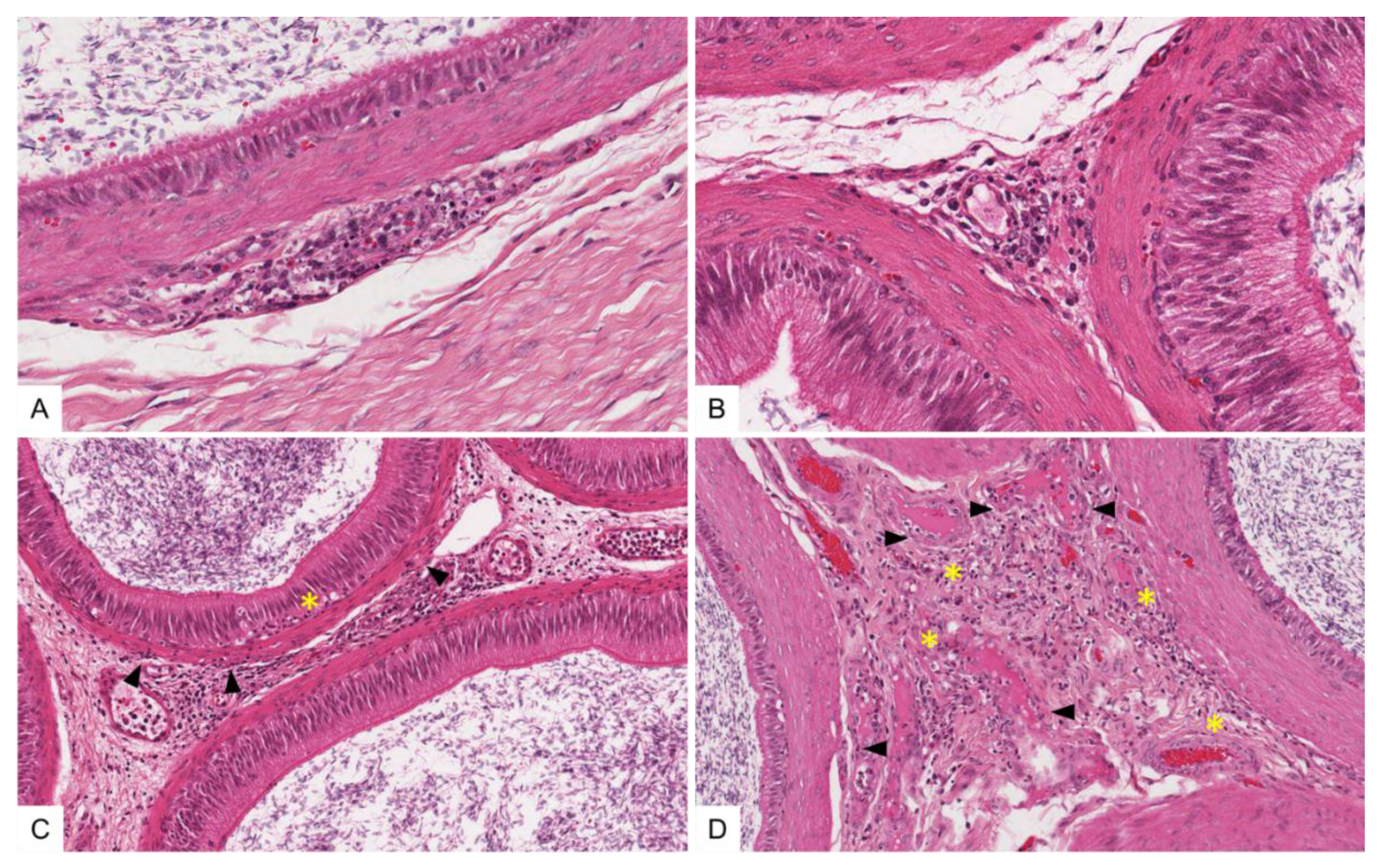 Viruses 14 00031 g008 Viruses 14 00031 g008