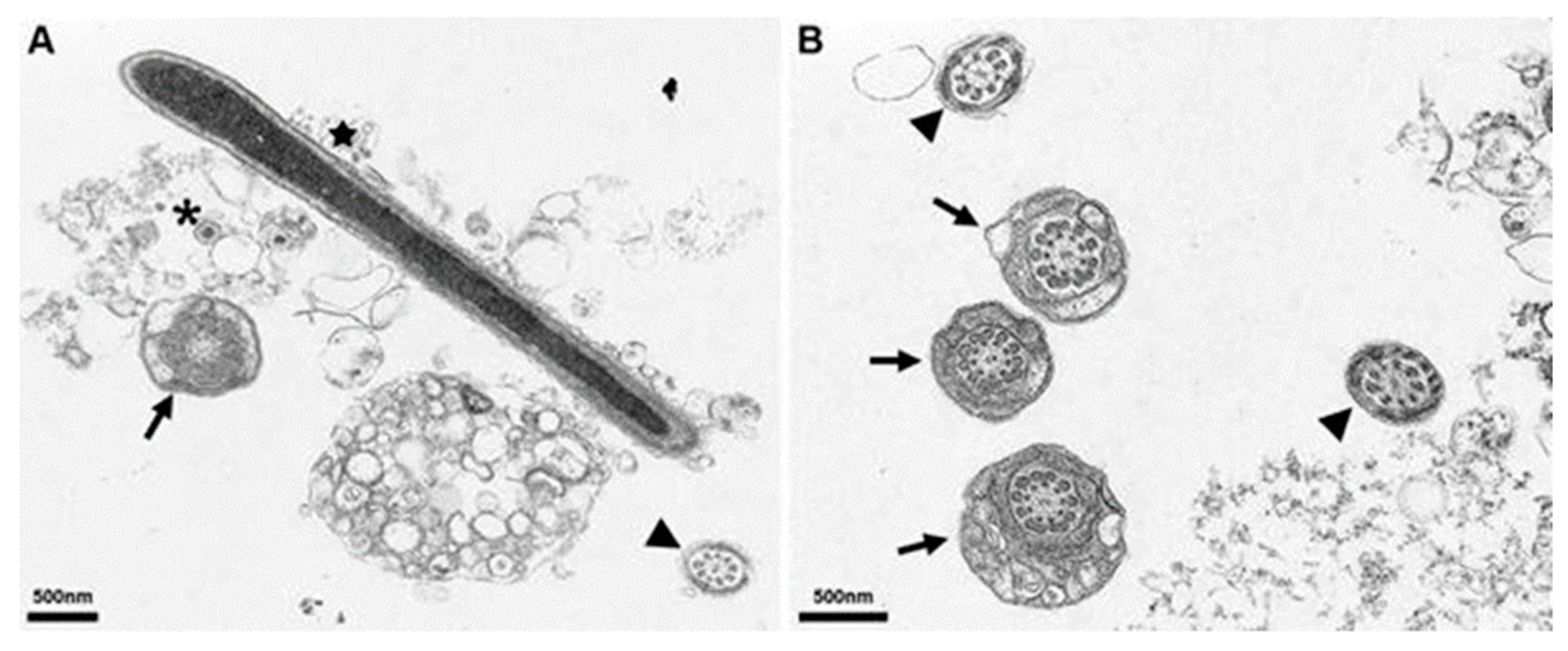 Viruses 14 00031 g009 Viruses 14 00031 g009