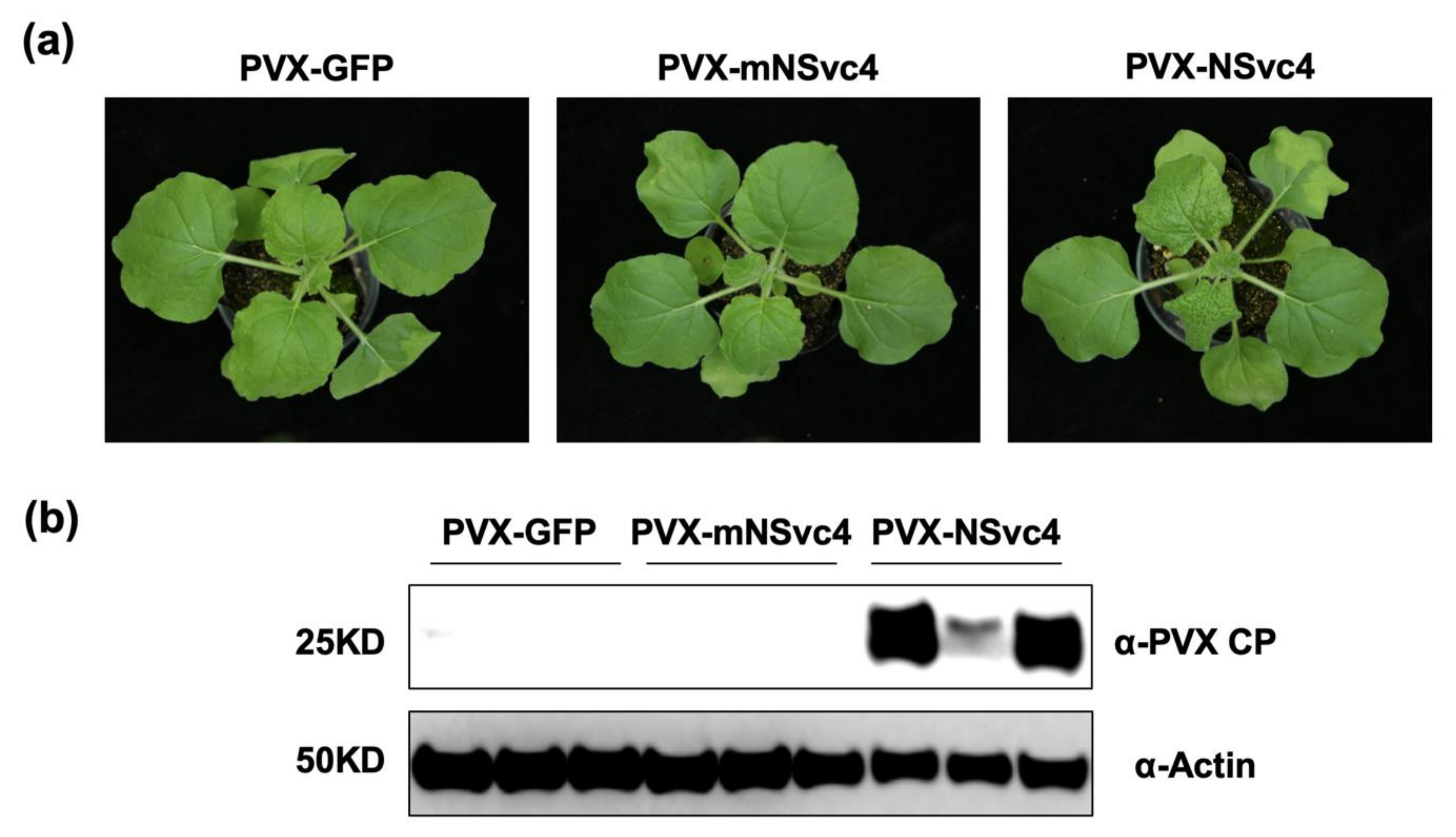 Viruses 14 00036 g003