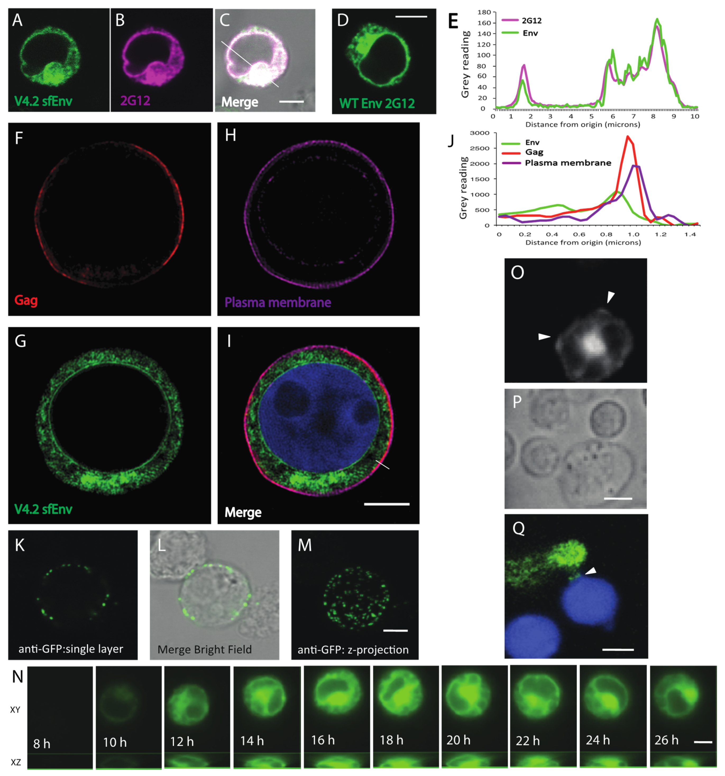Viruses 14 00038 g002