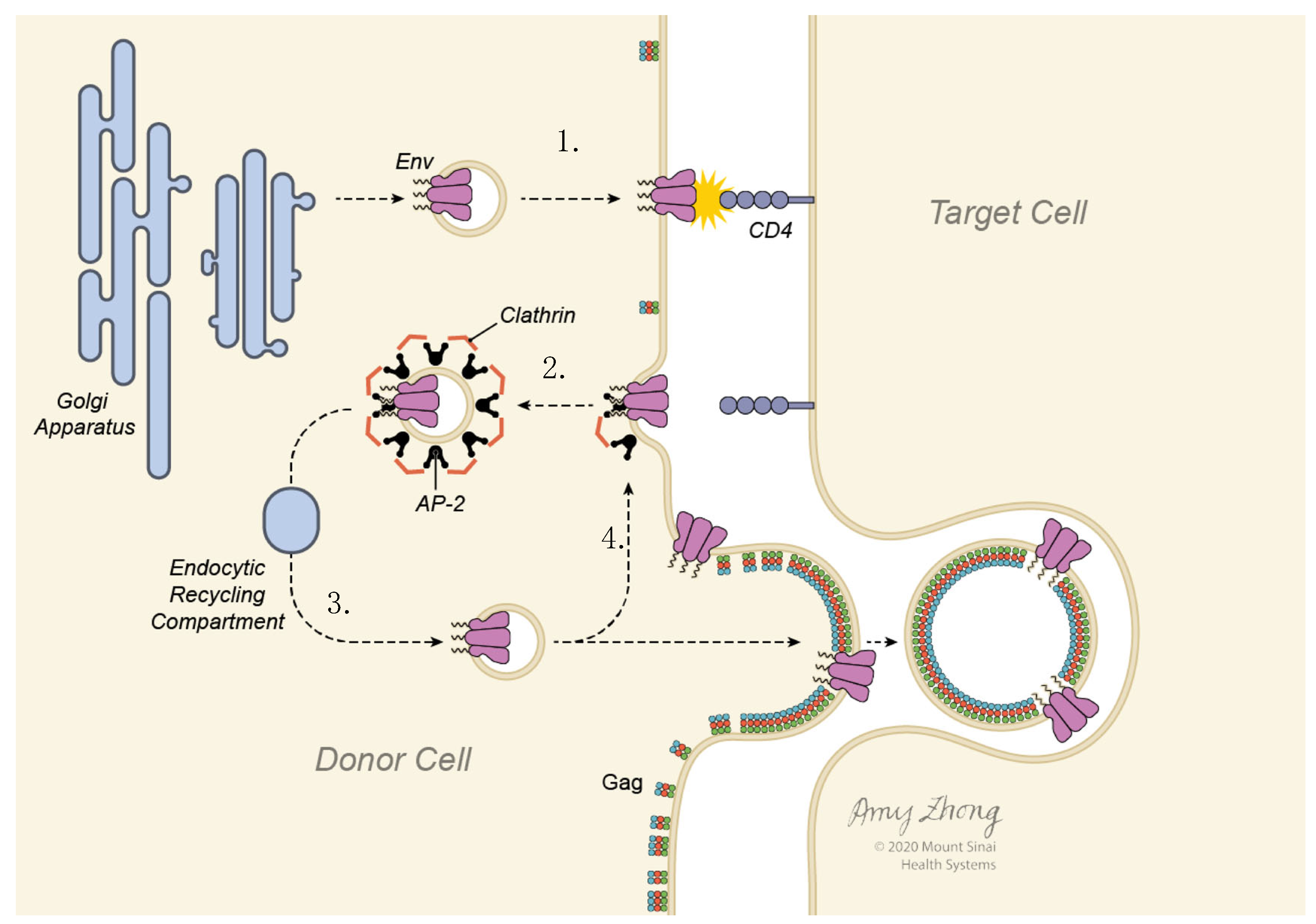 Viruses 14 00038 g007
