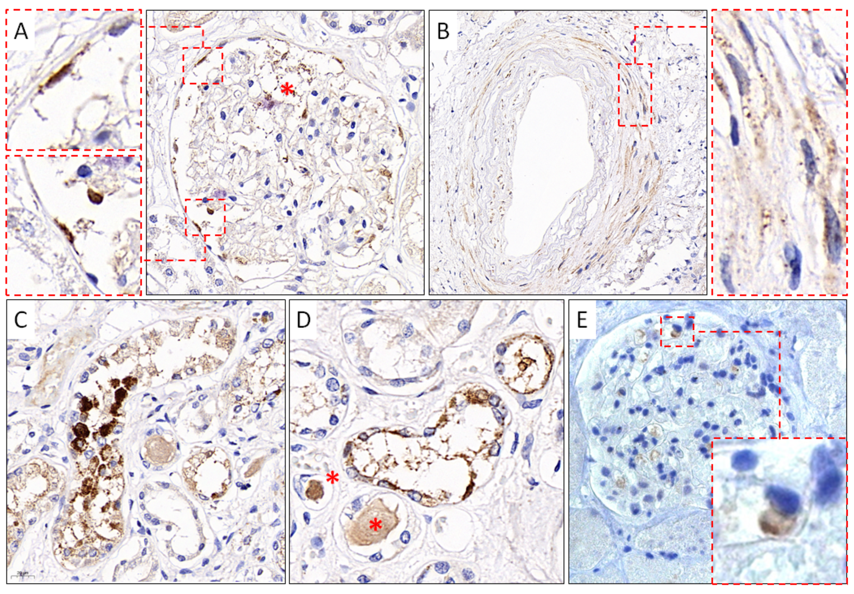 Viruses 14 00039 g005