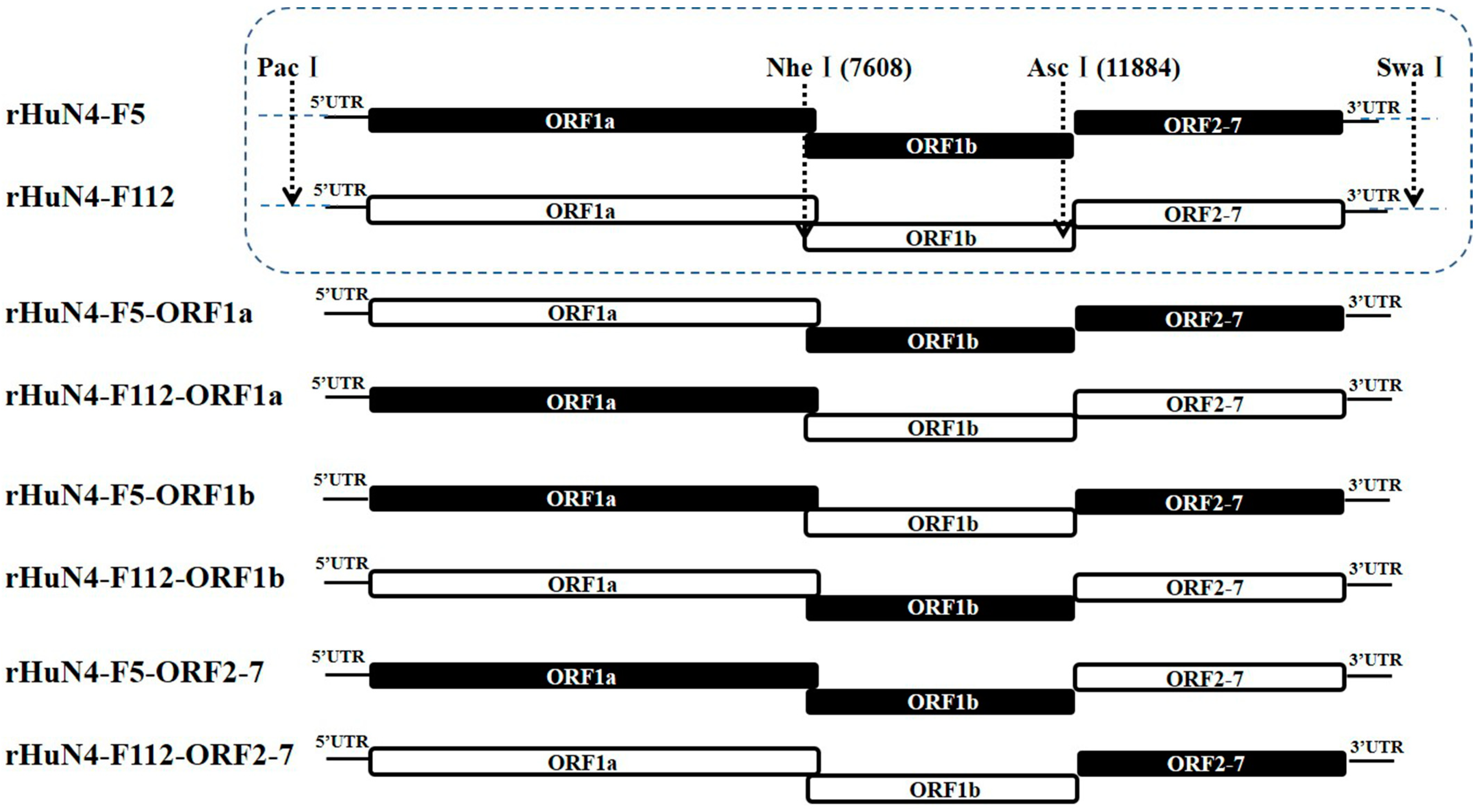 Viruses 14 00040 g001 Viruses 14 00040 g001