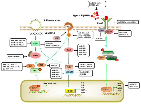 永田！ Host Non-Coding RNA Regulates Influenza A Virus Replication