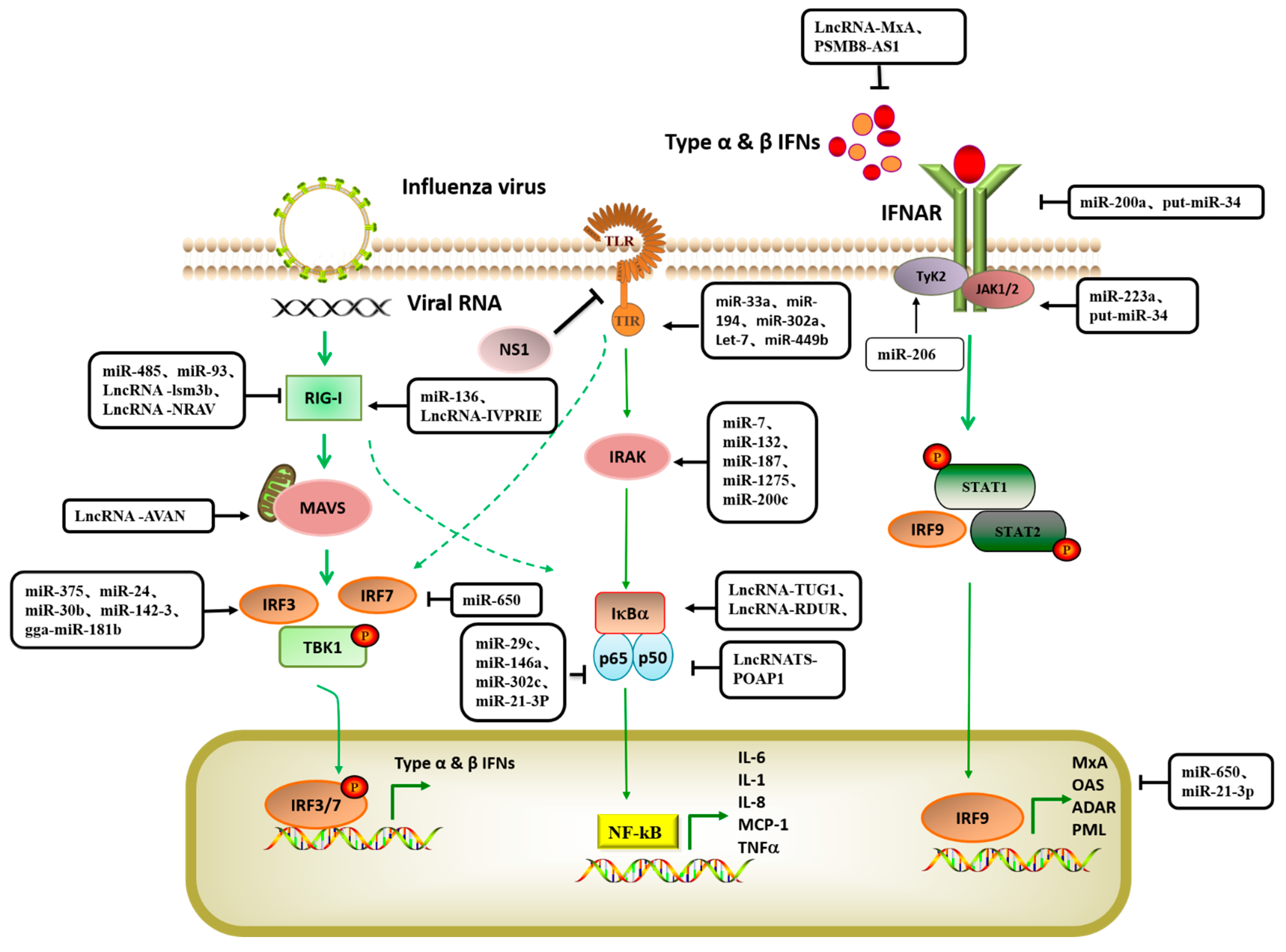 Viruses | Free Full-Text | Host Non-Coding Regulates Influenza A | HTML