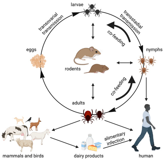 Viruses | Free Full-Text | Alimentary Infections by Tick-Borne ...