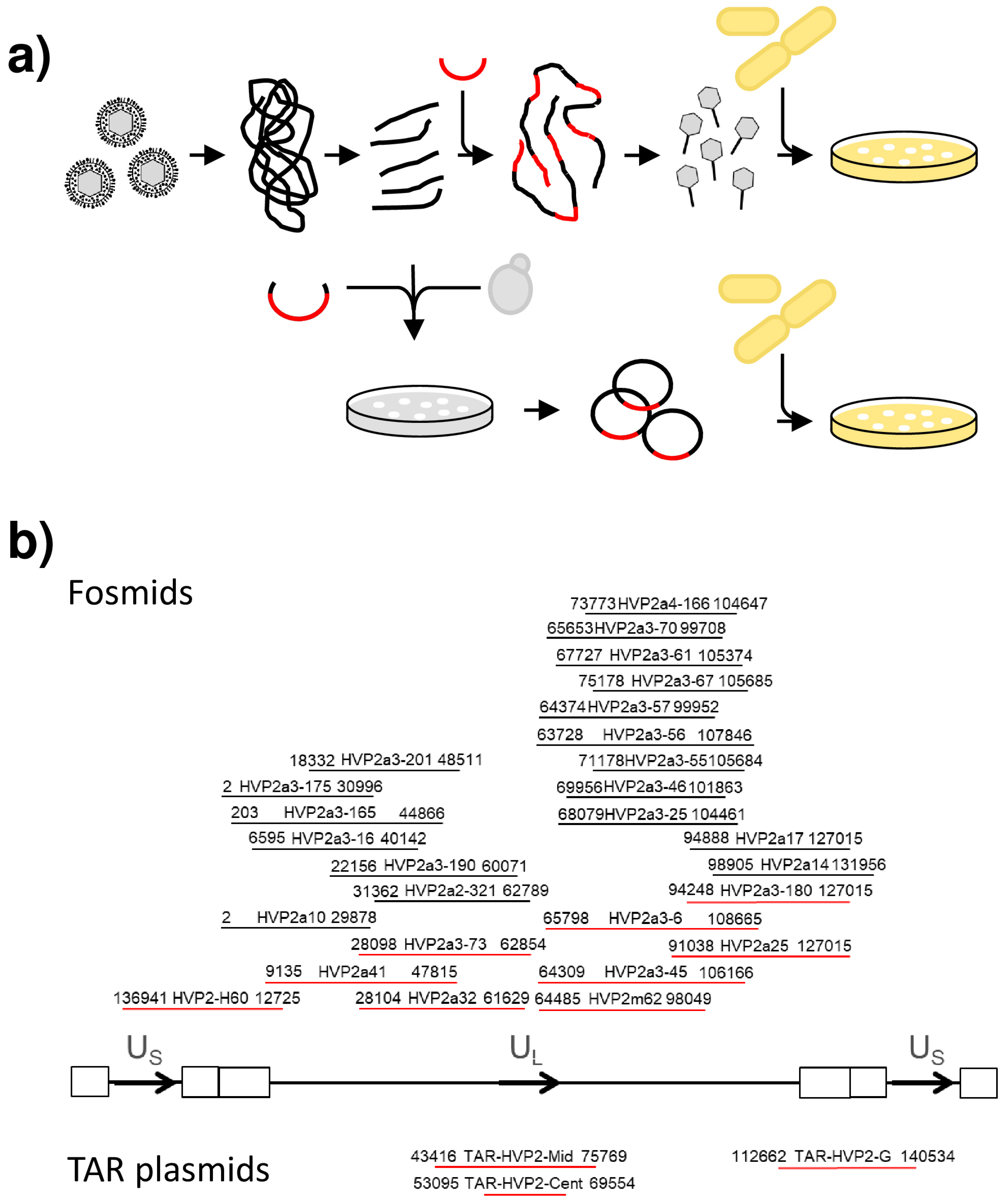 Viruses 14 00091 g001 Viruses 14 00091 g001