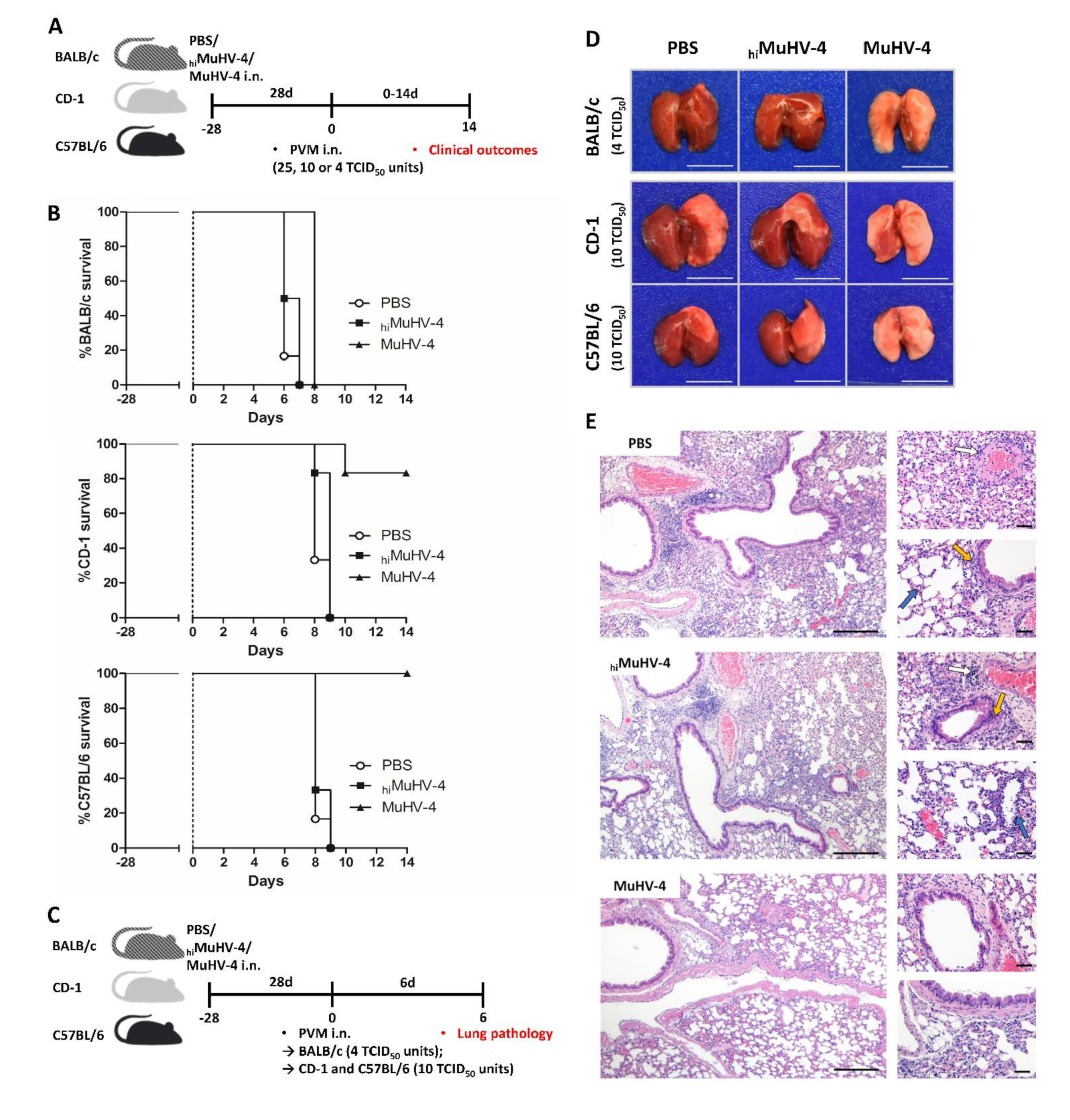 Viruses 14 00098 g001