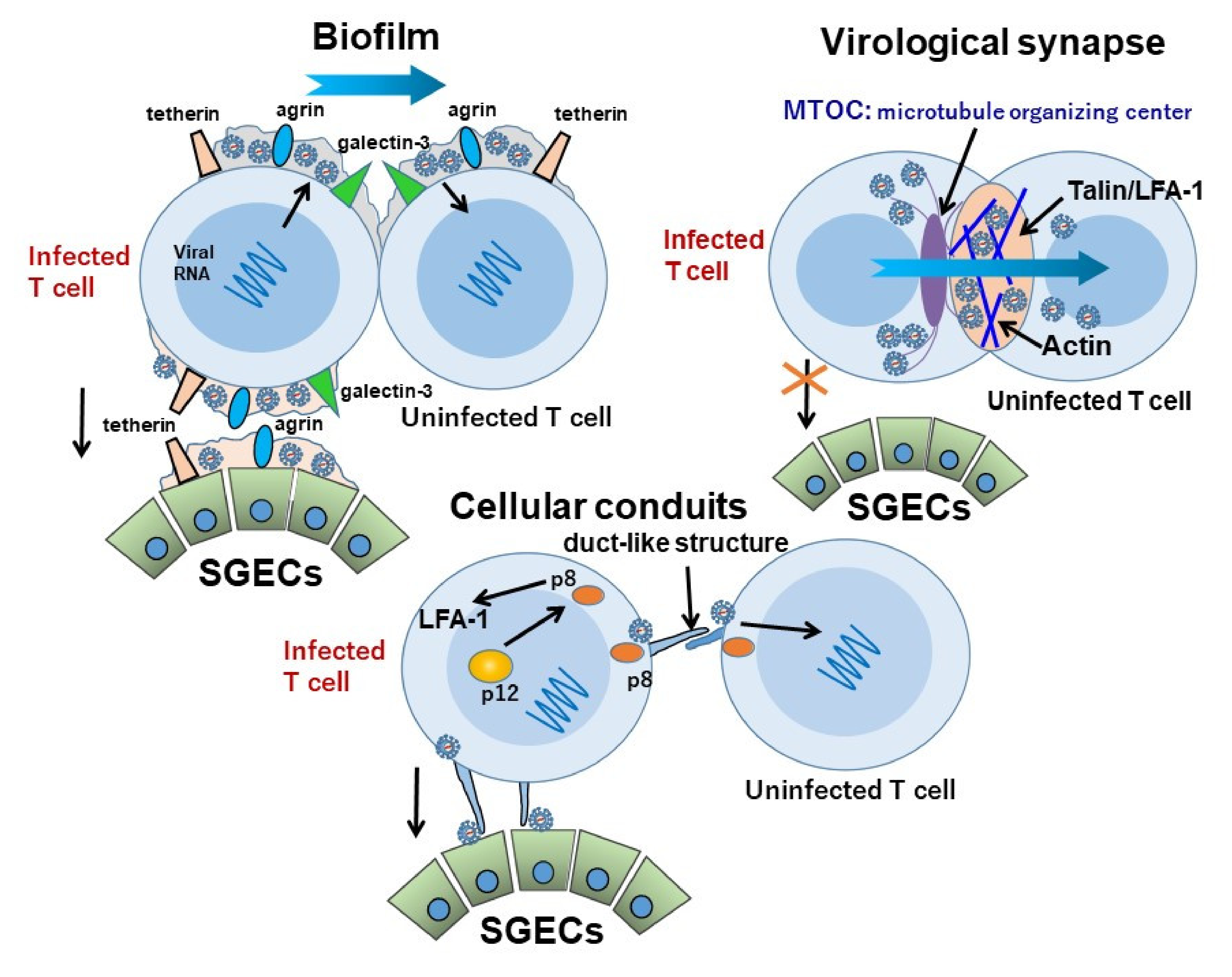 Viruses 14 00100 g002