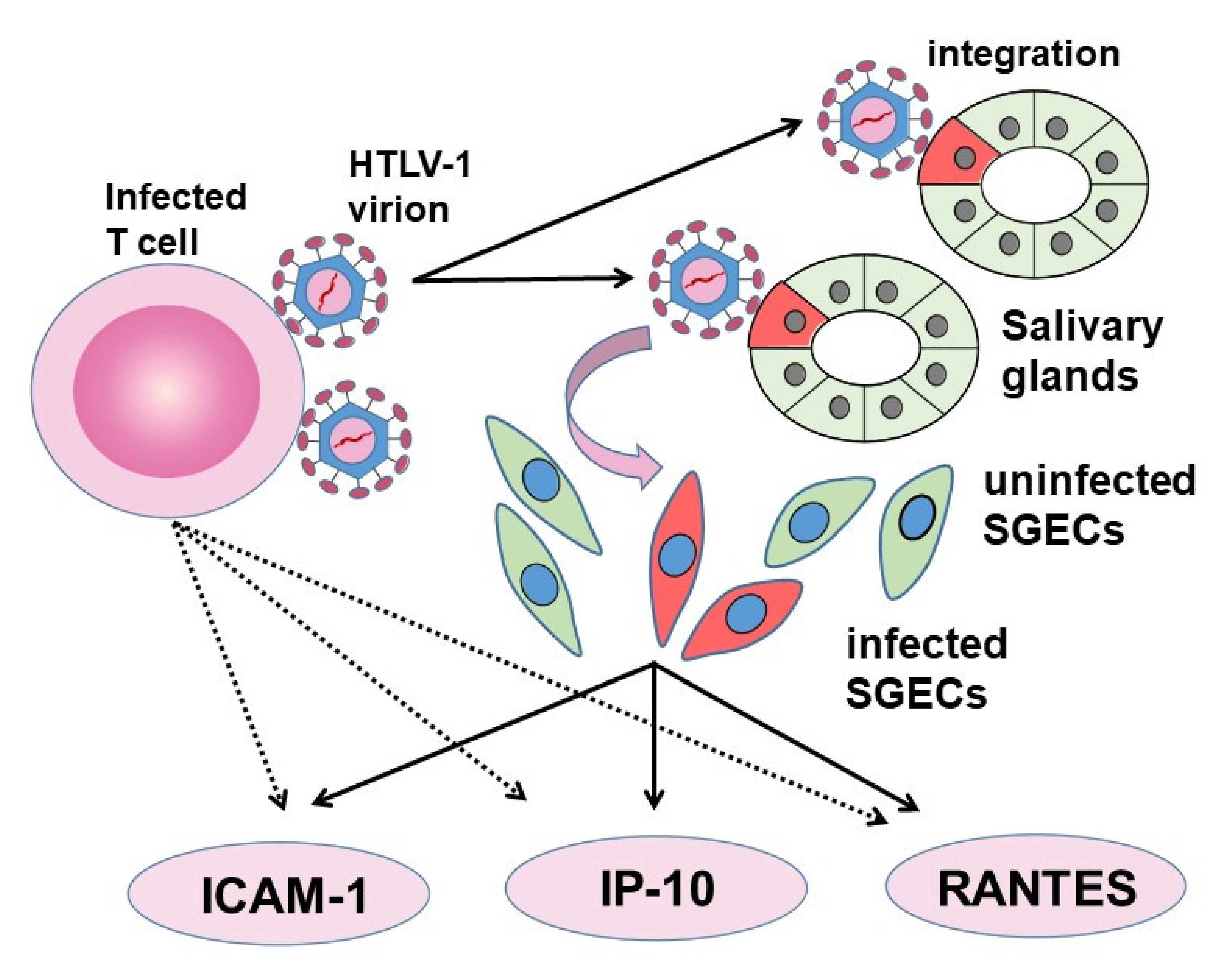 Viruses 14 00100 g003