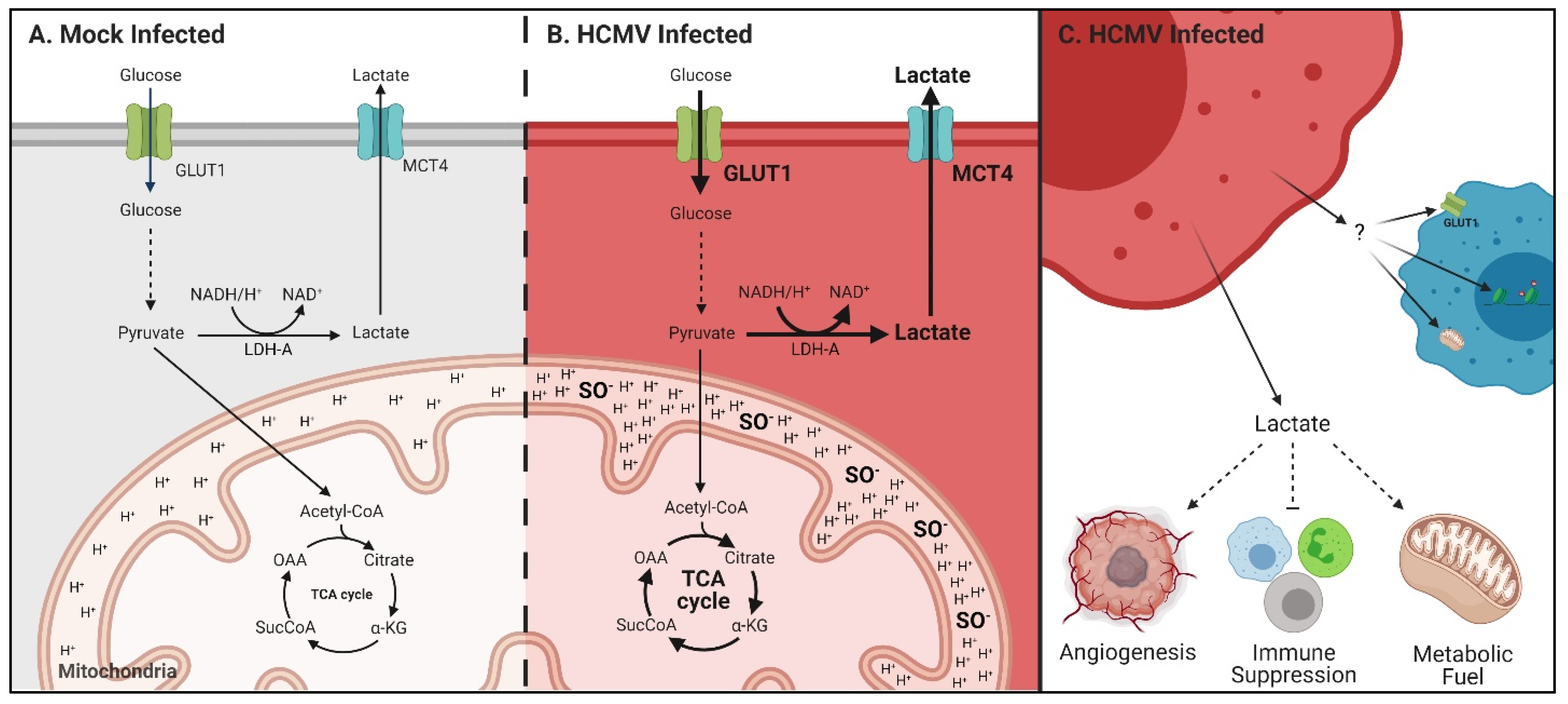Viruses 14 00103 g008 Viruses 14 00103 g008