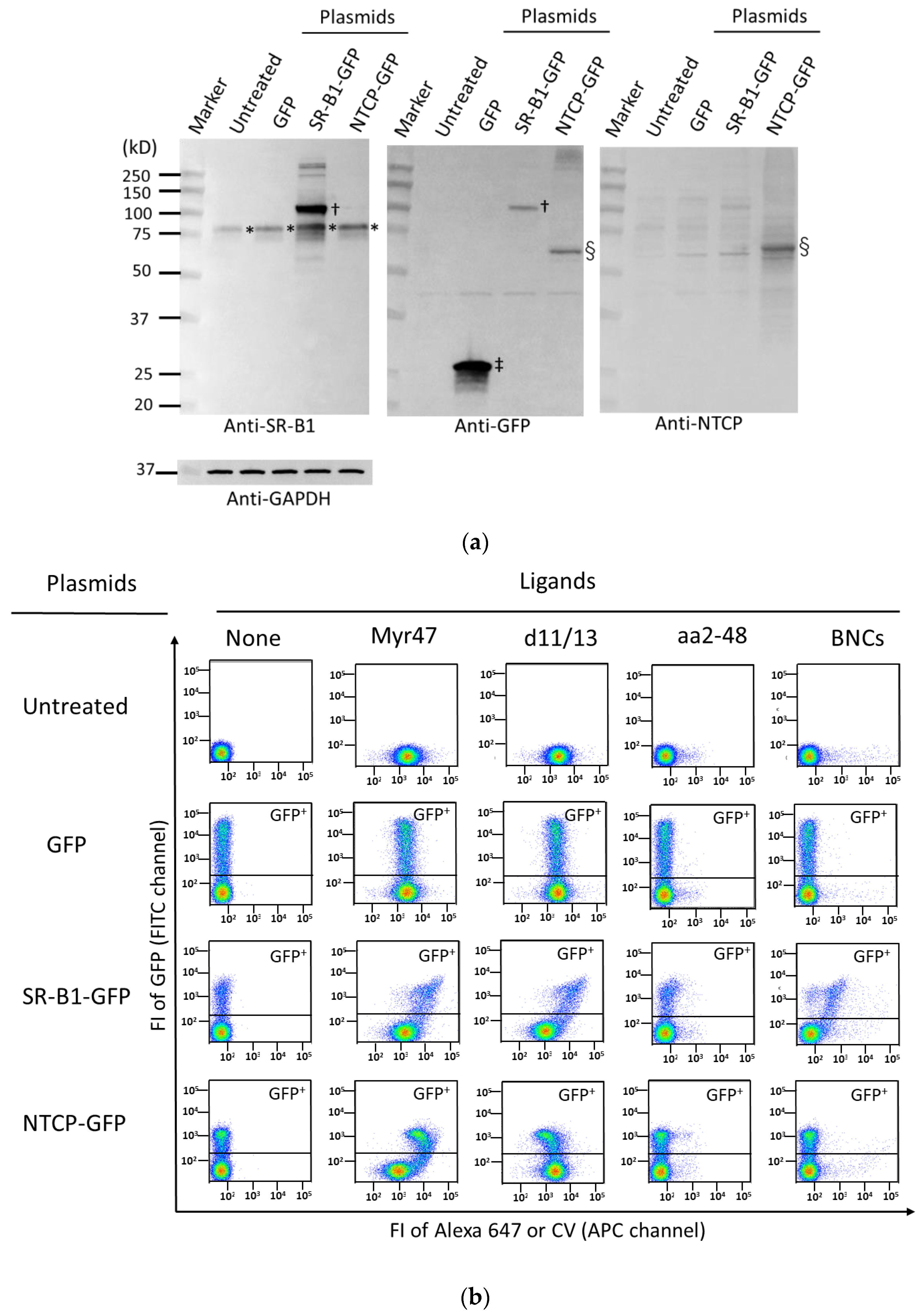 Viruses 14 00105 g001a Viruses 14 00105 g001a