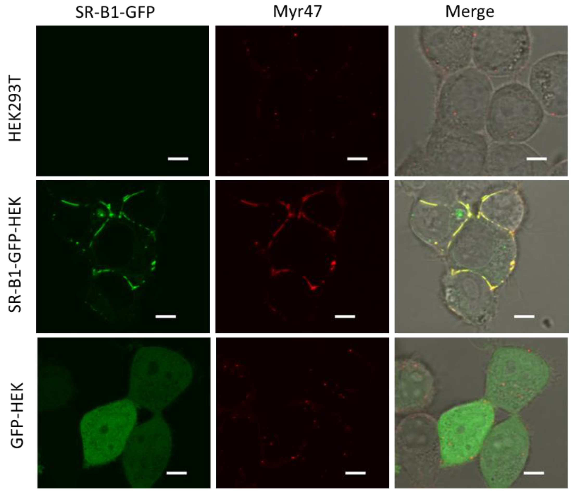 Viruses 14 00105 g003 Viruses 14 00105 g003