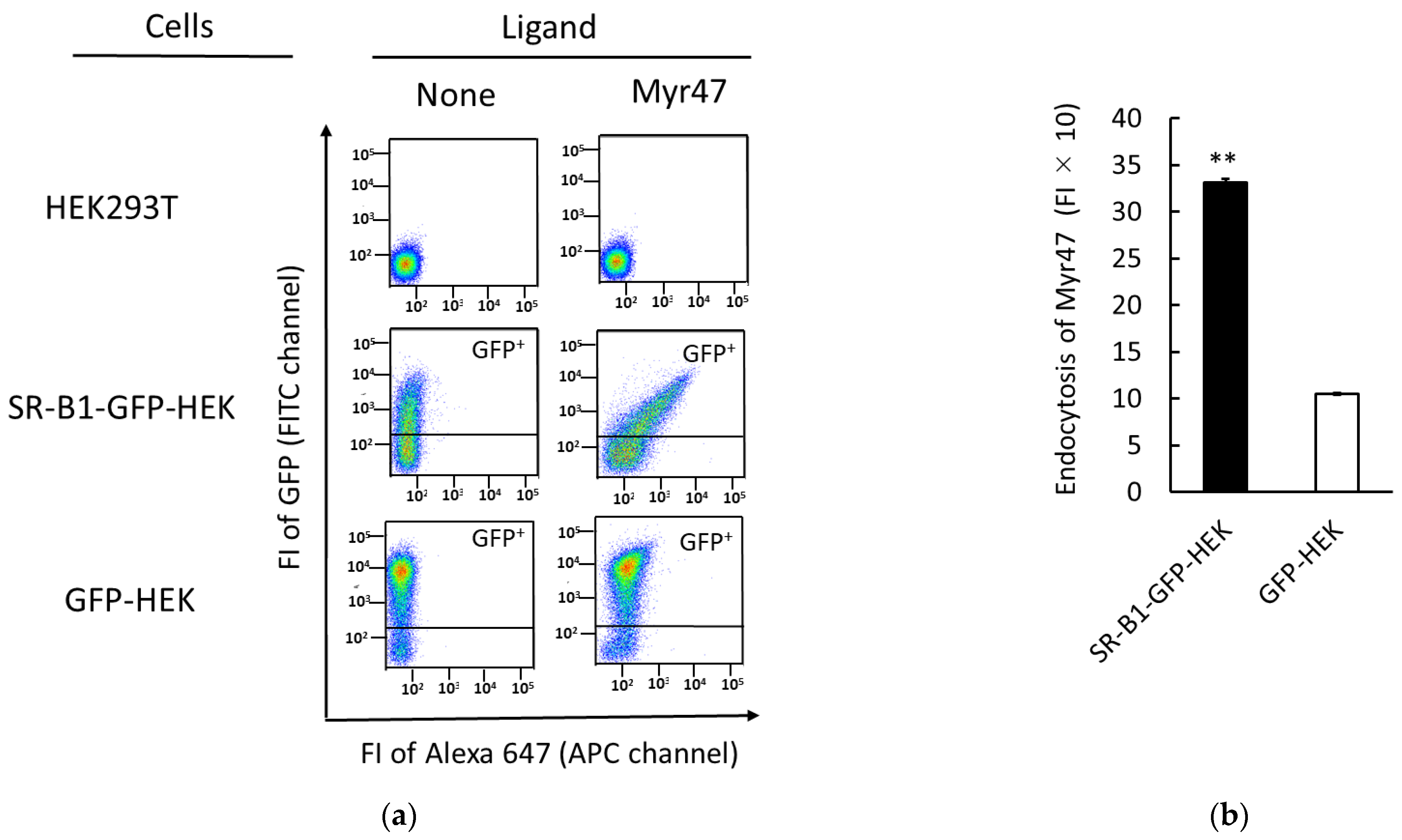 Viruses 14 00105 g004 Viruses 14 00105 g004