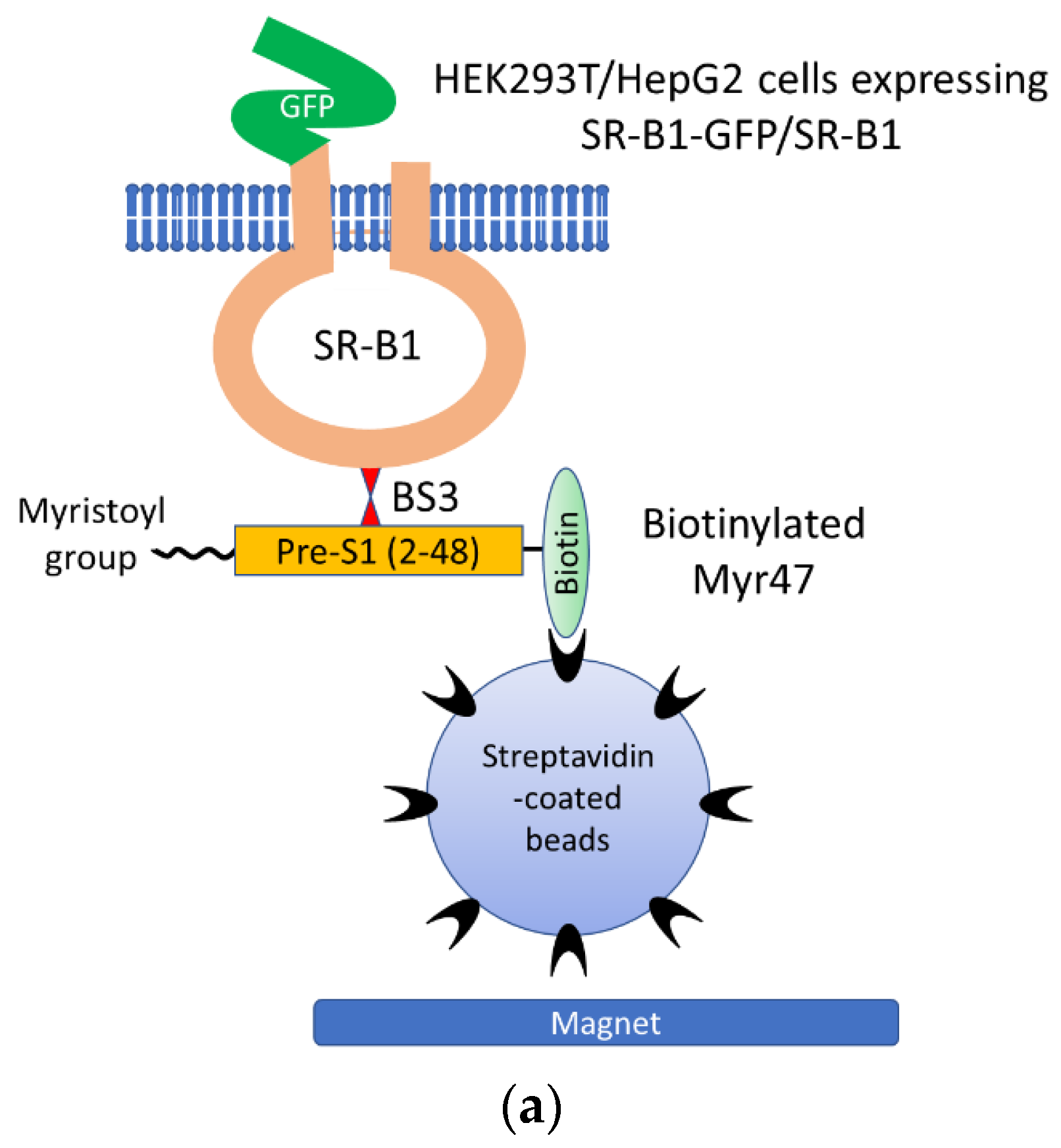 Viruses 14 00105 g005a Viruses 14 00105 g005a