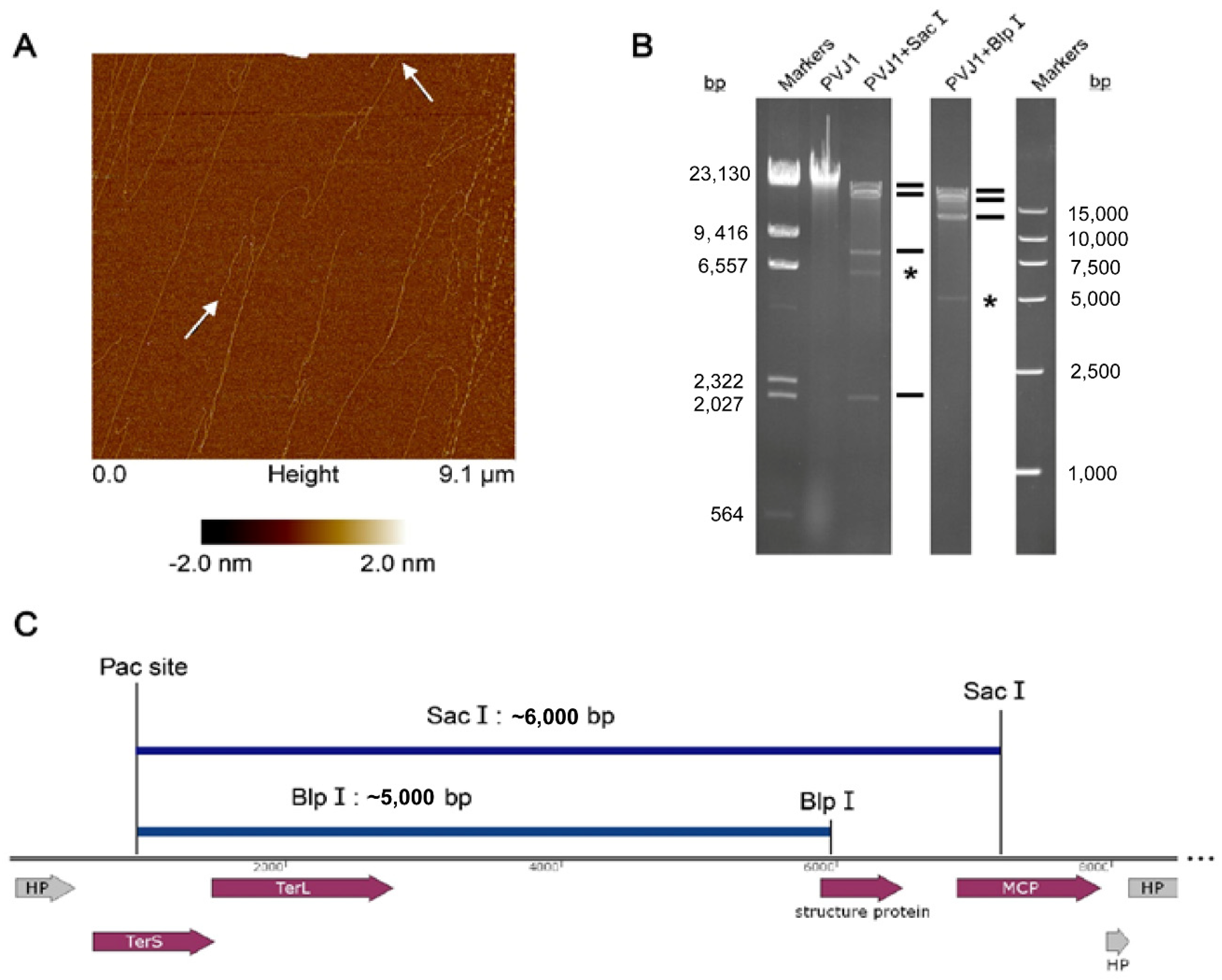Viruses 14 00108 g005
