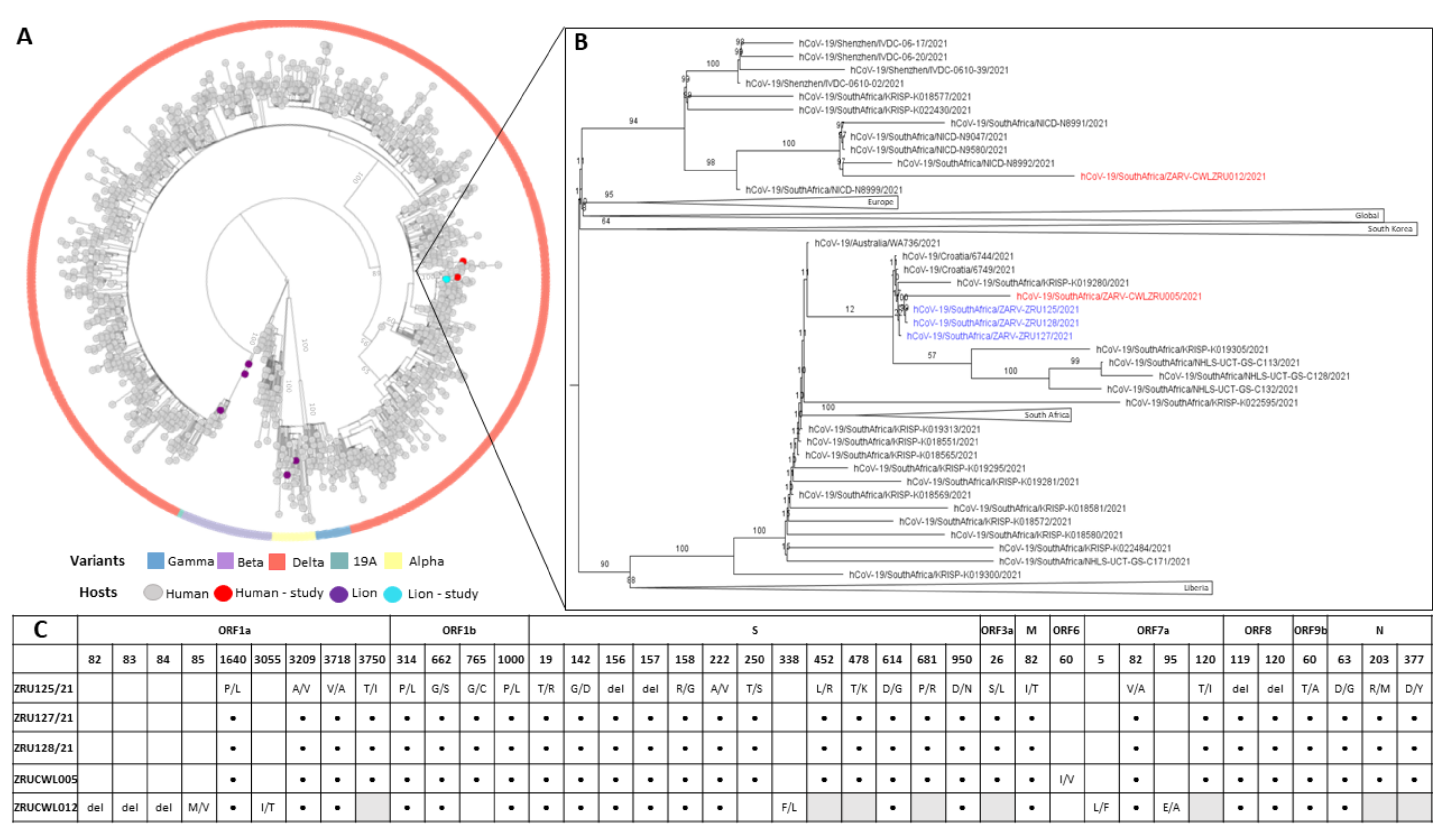 Viruses 14 00120 g003