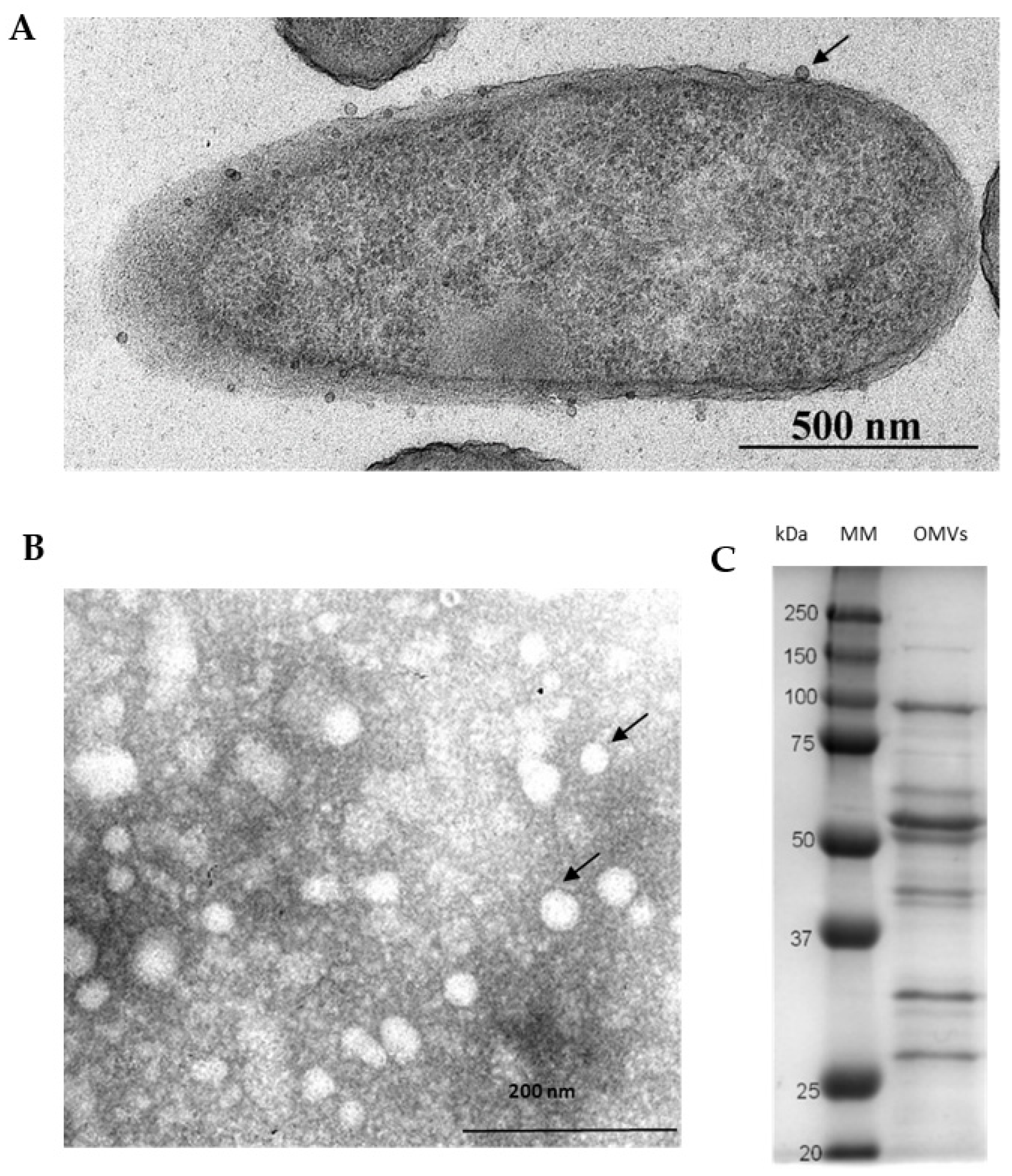 Viruses 14 00121 g001