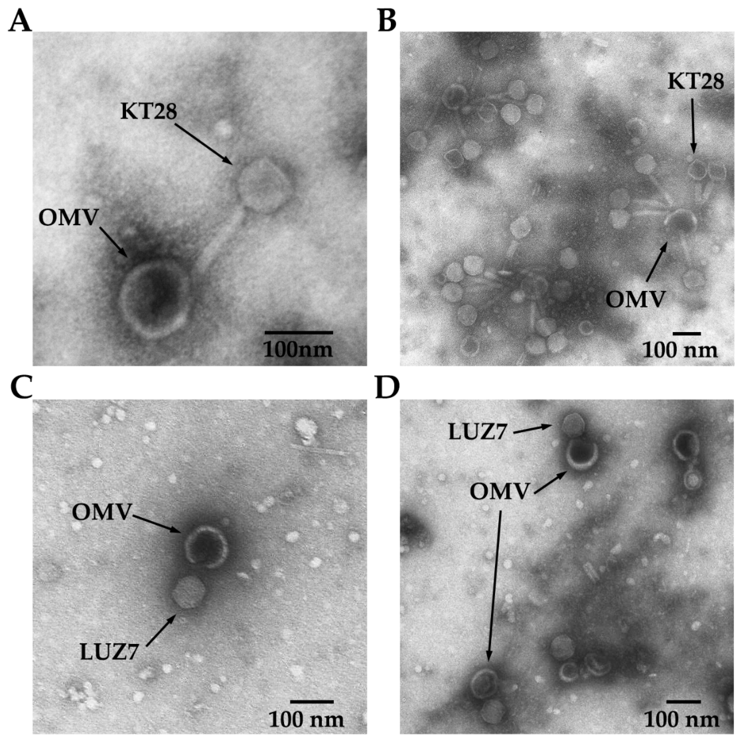 Viruses 14 00121 g003