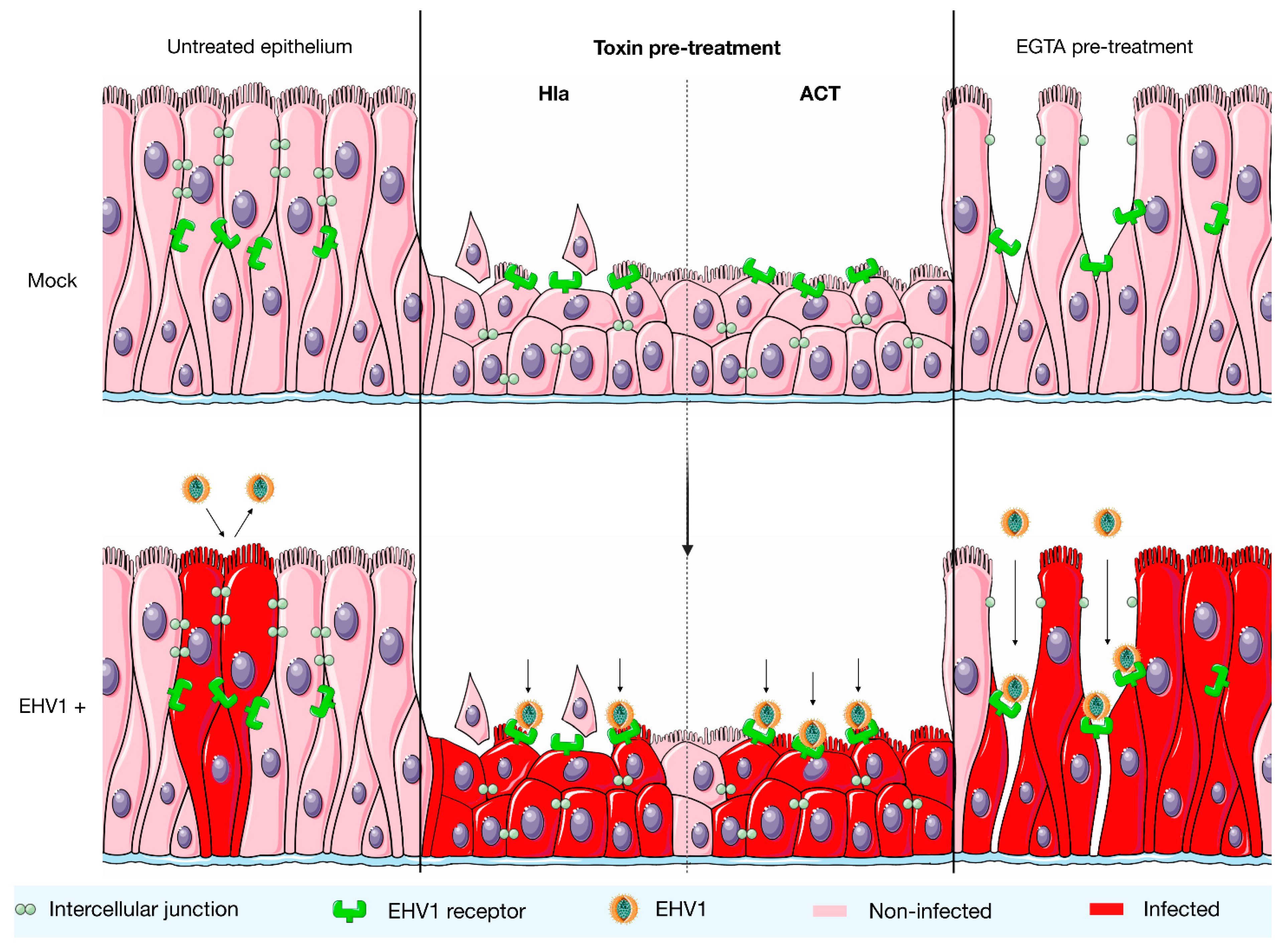 Viruses 14 00149 g003