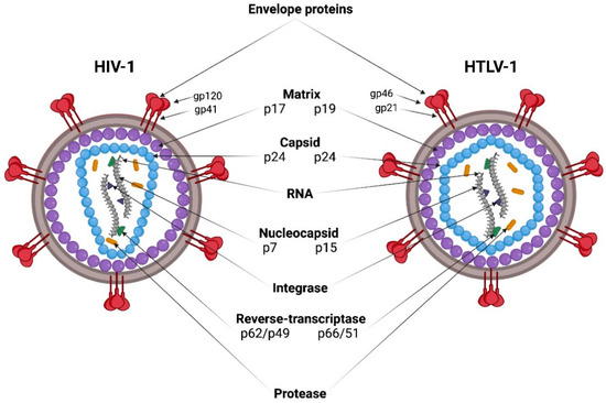 Viruses | Free Full-Text | HIV-1 and HTLV-1 Transmission Modes: Mechanisms  and Importance for Virus Spread