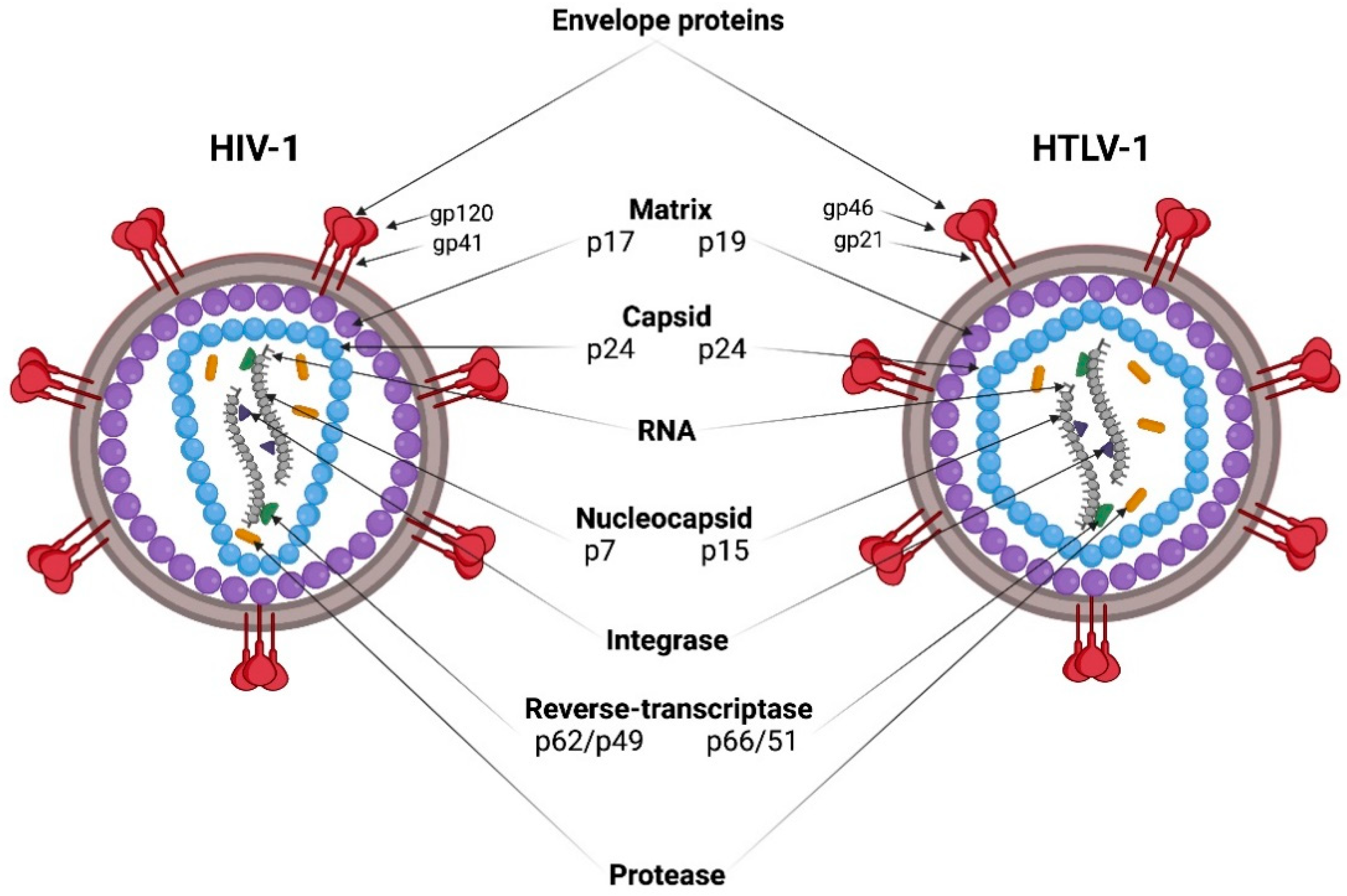 Viruses Free FullText HIV1 and HTLV1 Transmission Modes