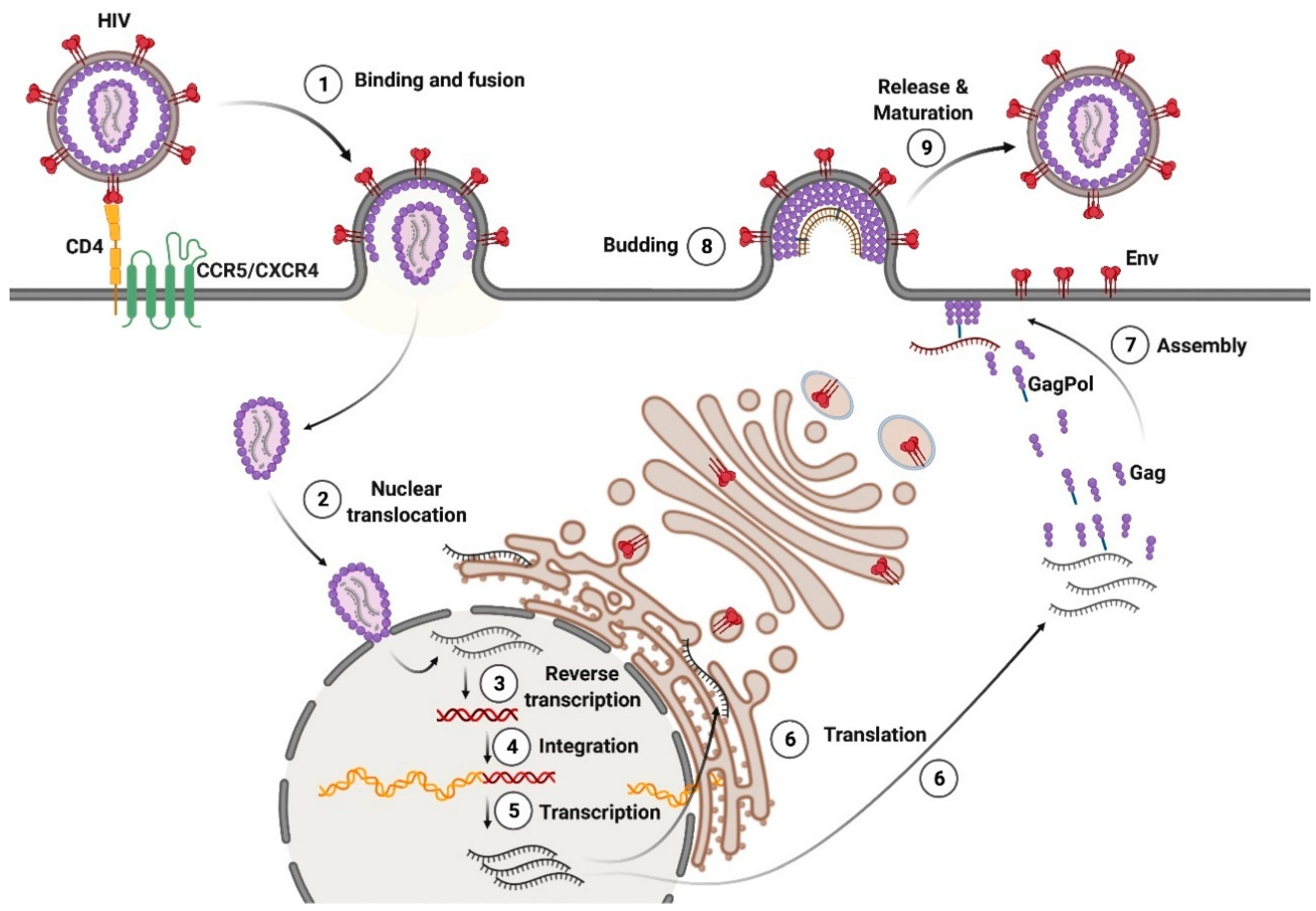 Viruses 14 00152 g003 Viruses 14 00152 g003