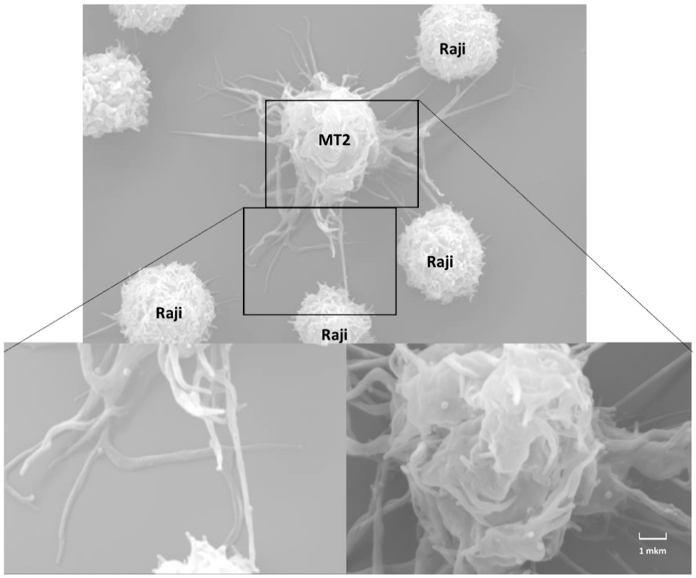 Viruses 14 00152 g005 Viruses 14 00152 g005