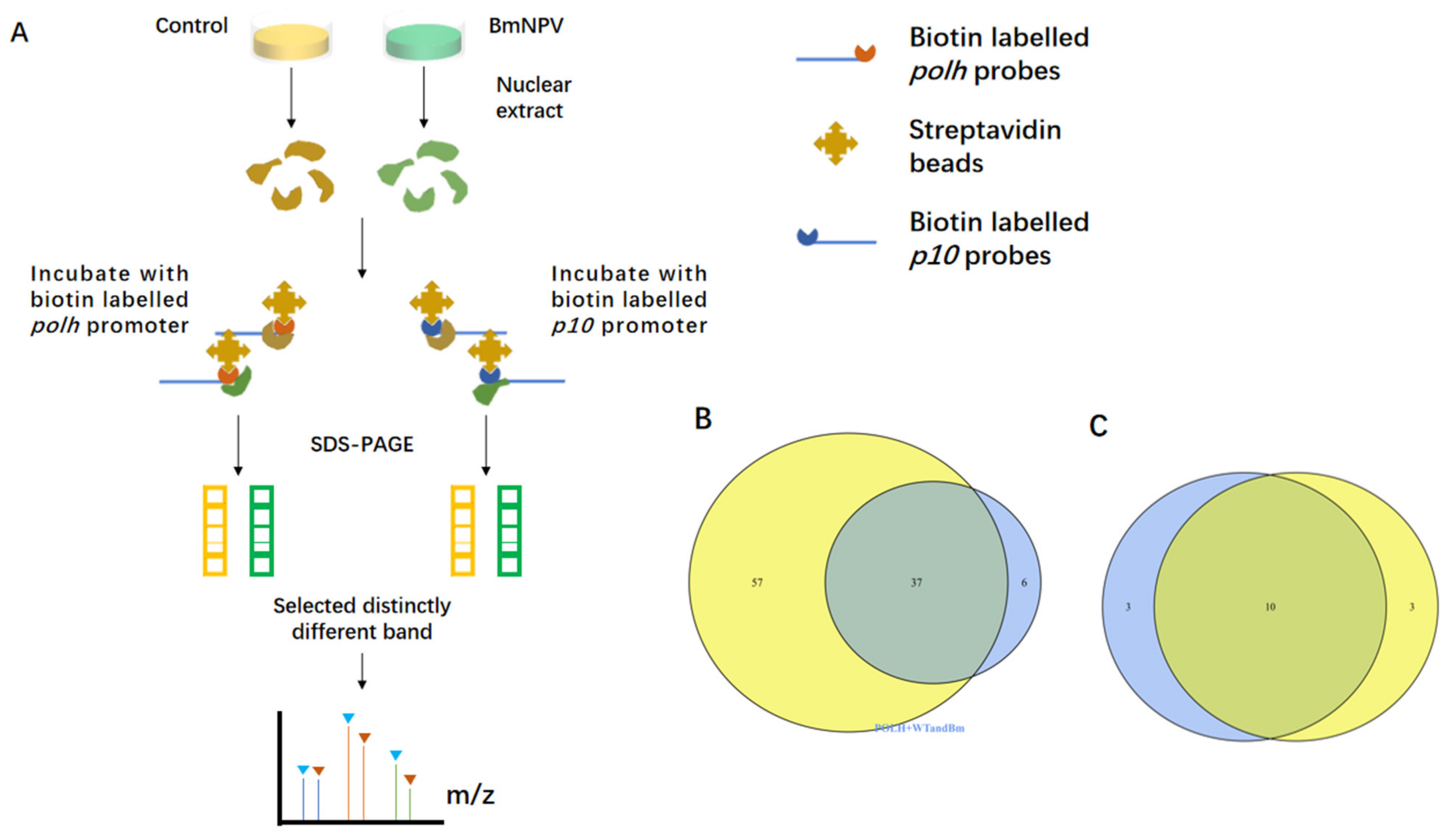 Viruses 14 00153 g001