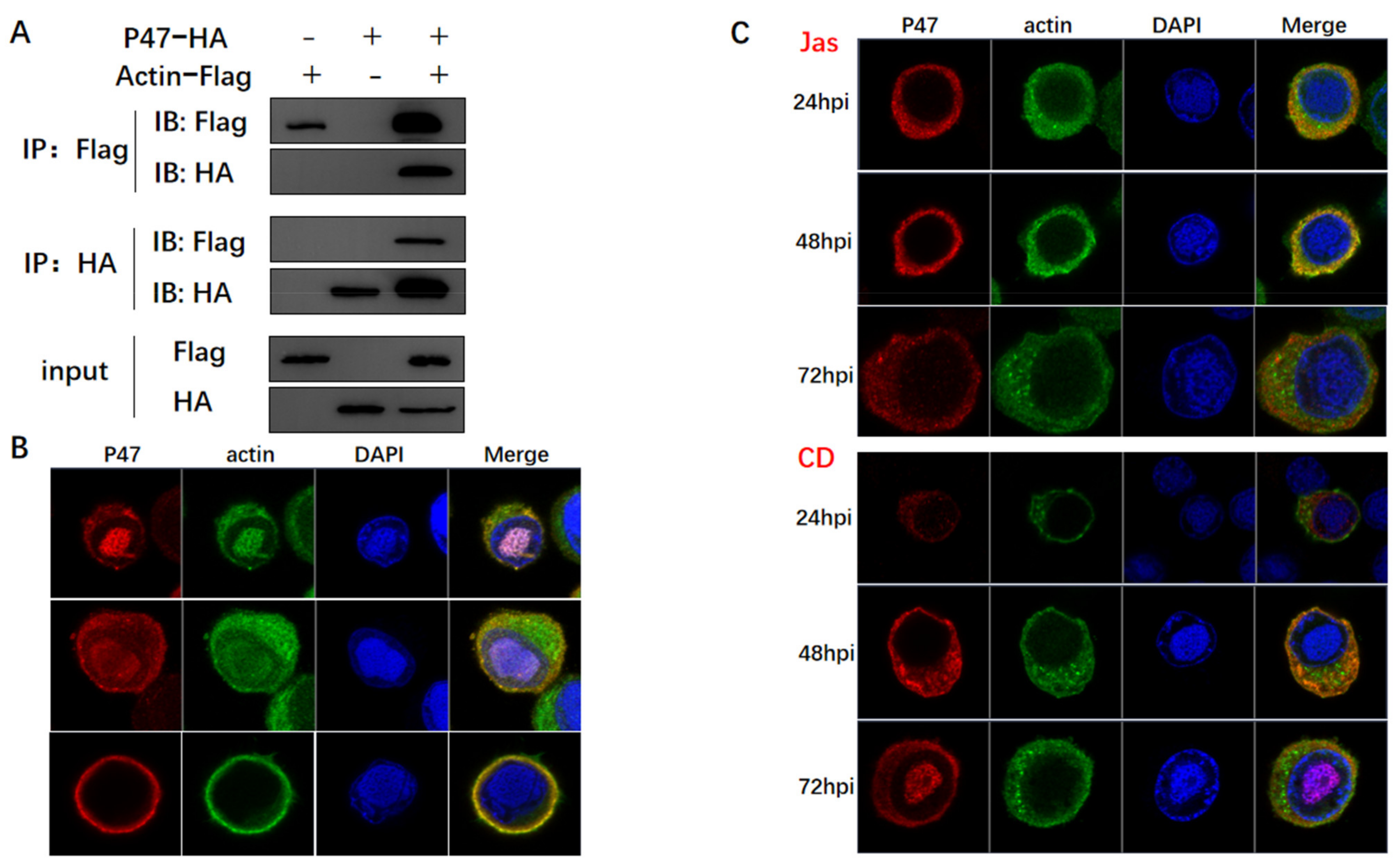 Viruses 14 00153 g003a