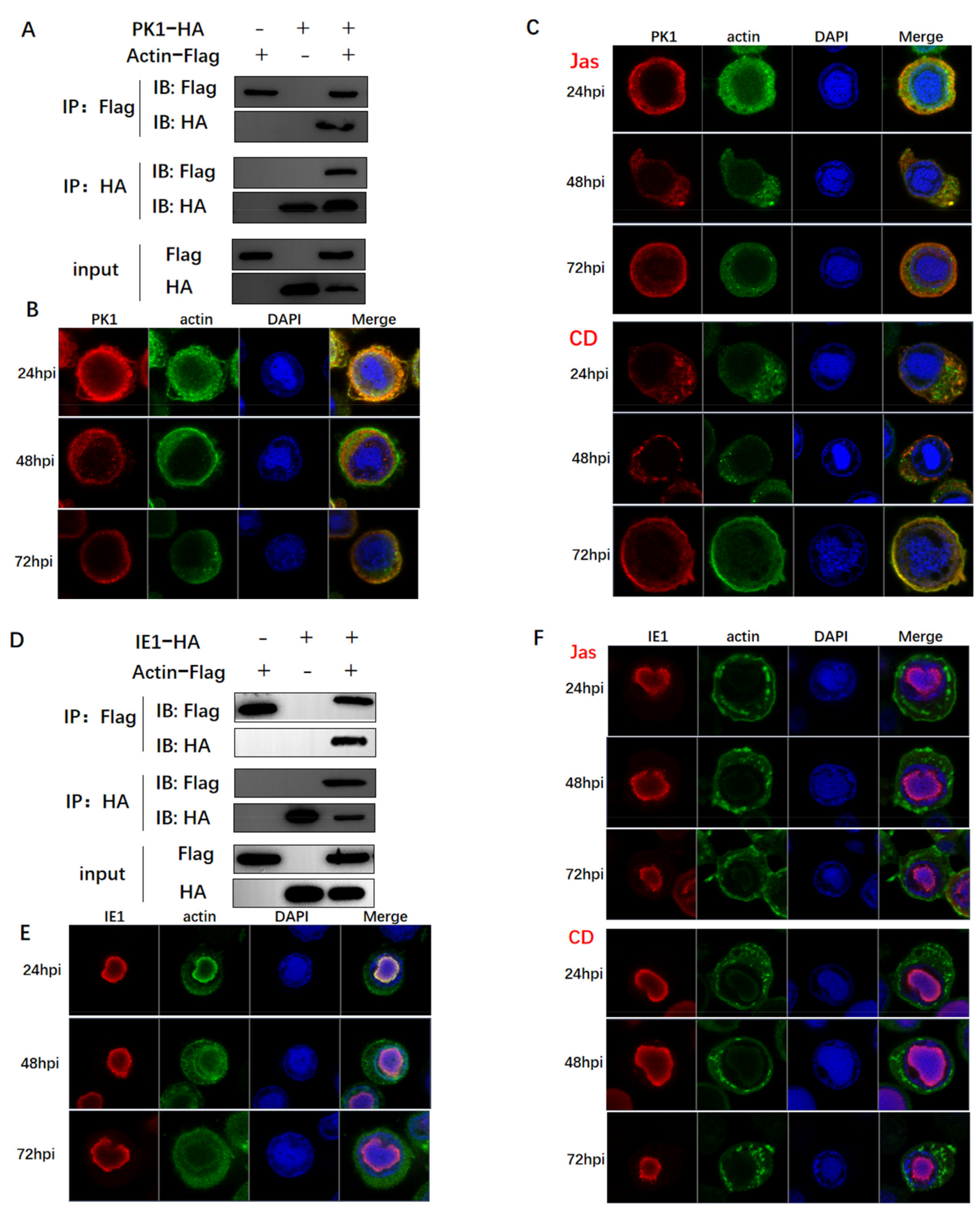 Viruses 14 00153 g005a