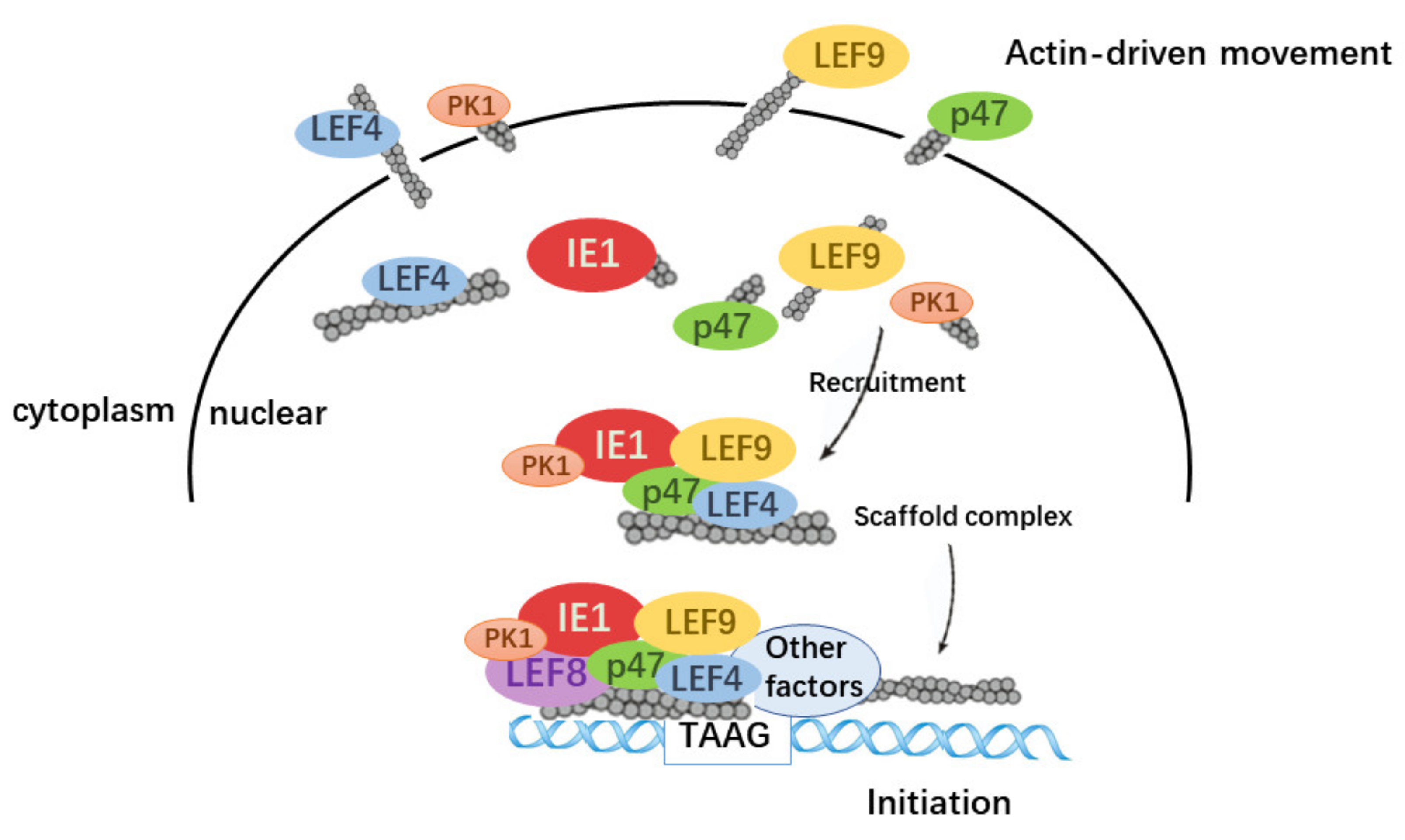 Viruses 14 00153 g007
