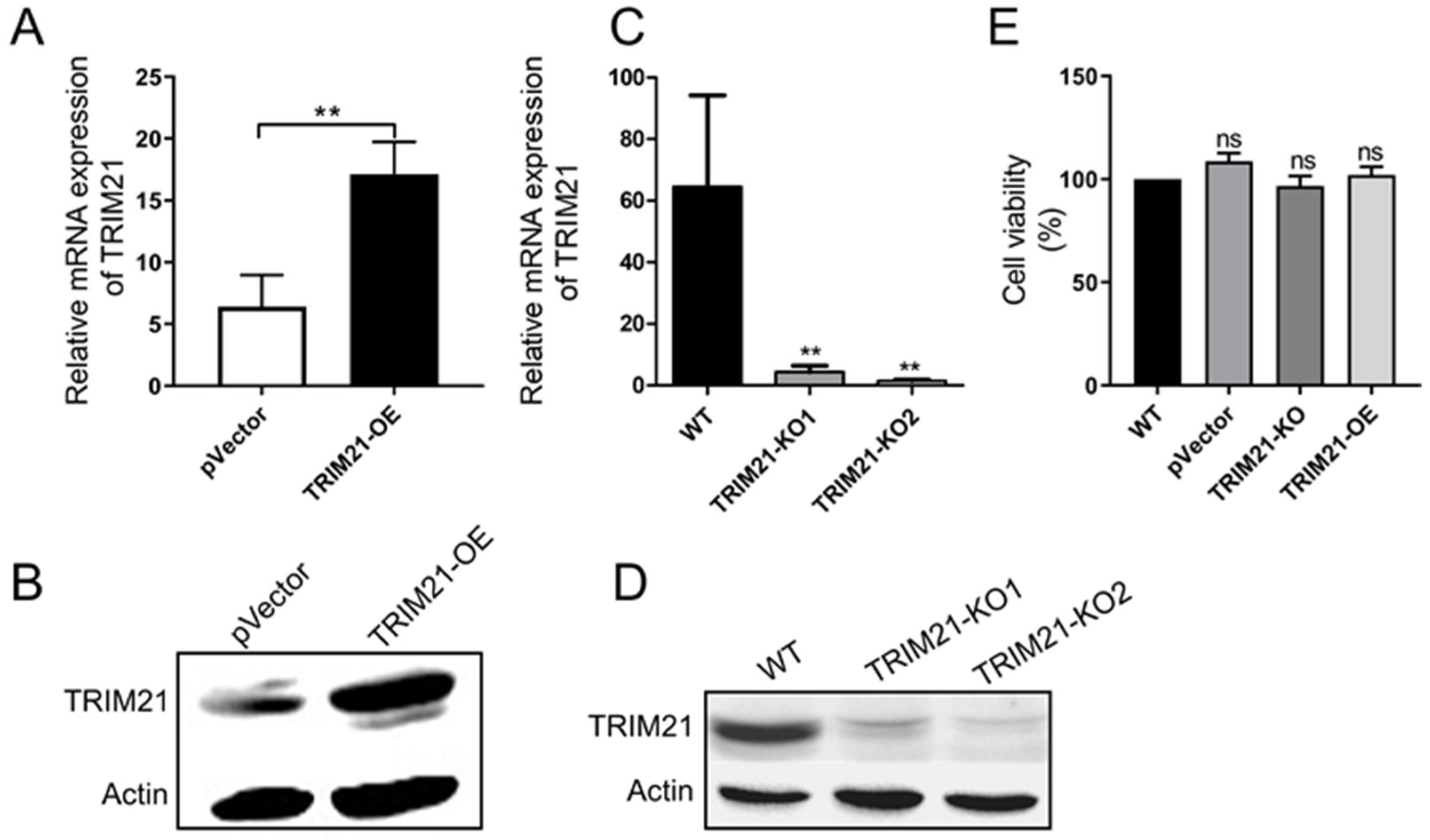 Viruses 14 00156 g002 Viruses 14 00156 g002