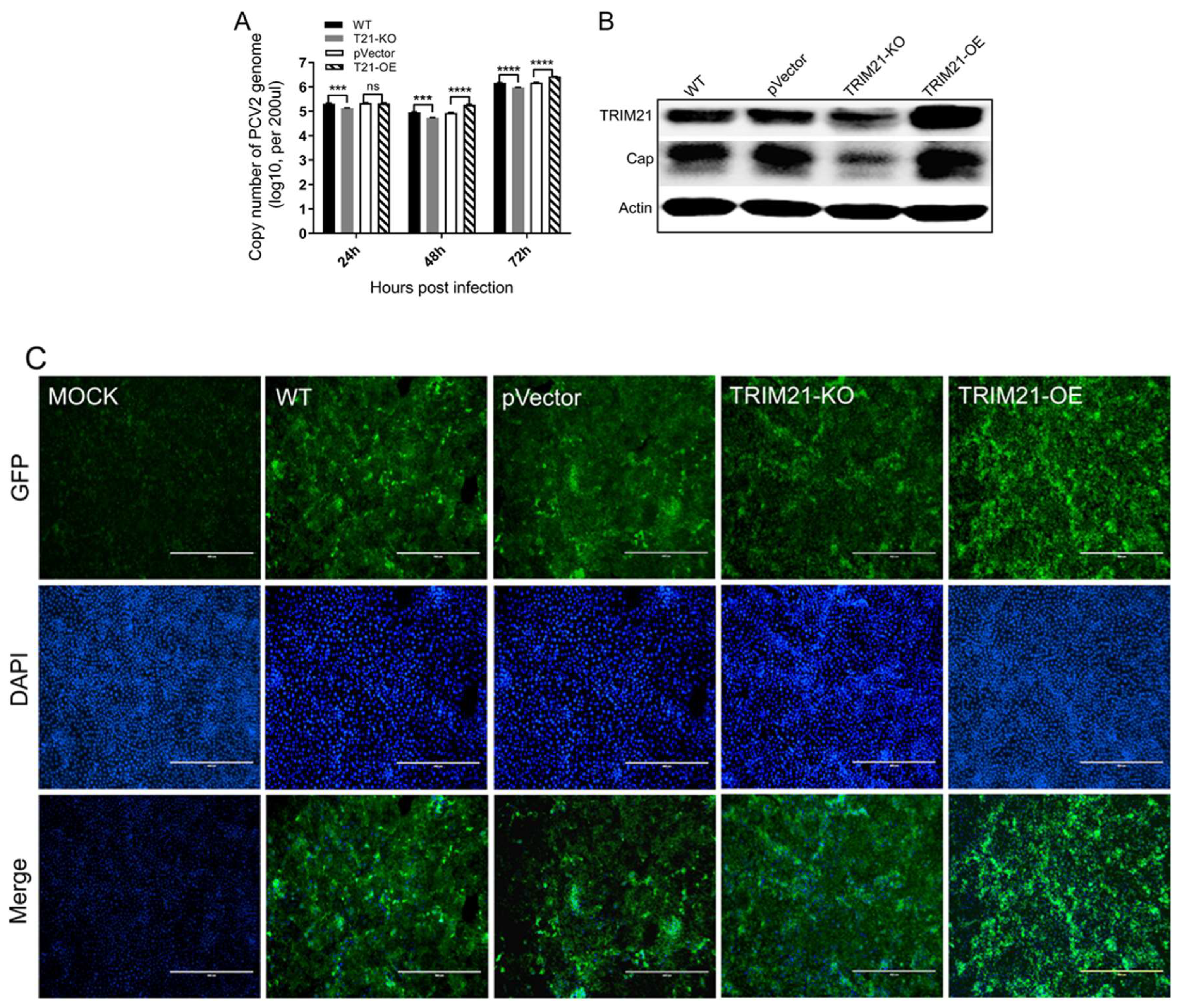 Viruses 14 00156 g003 Viruses 14 00156 g003