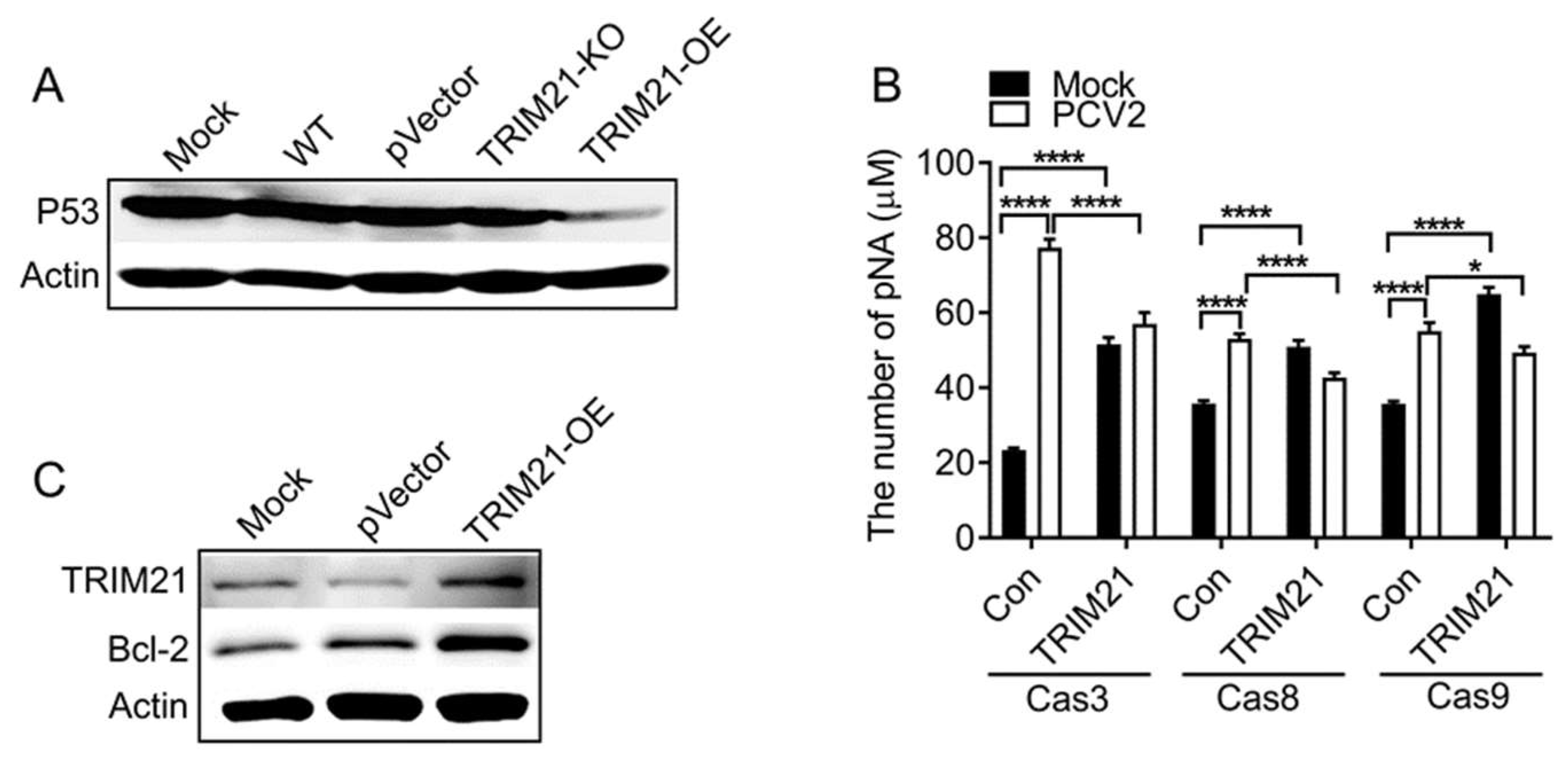 Viruses 14 00156 g004 Viruses 14 00156 g004