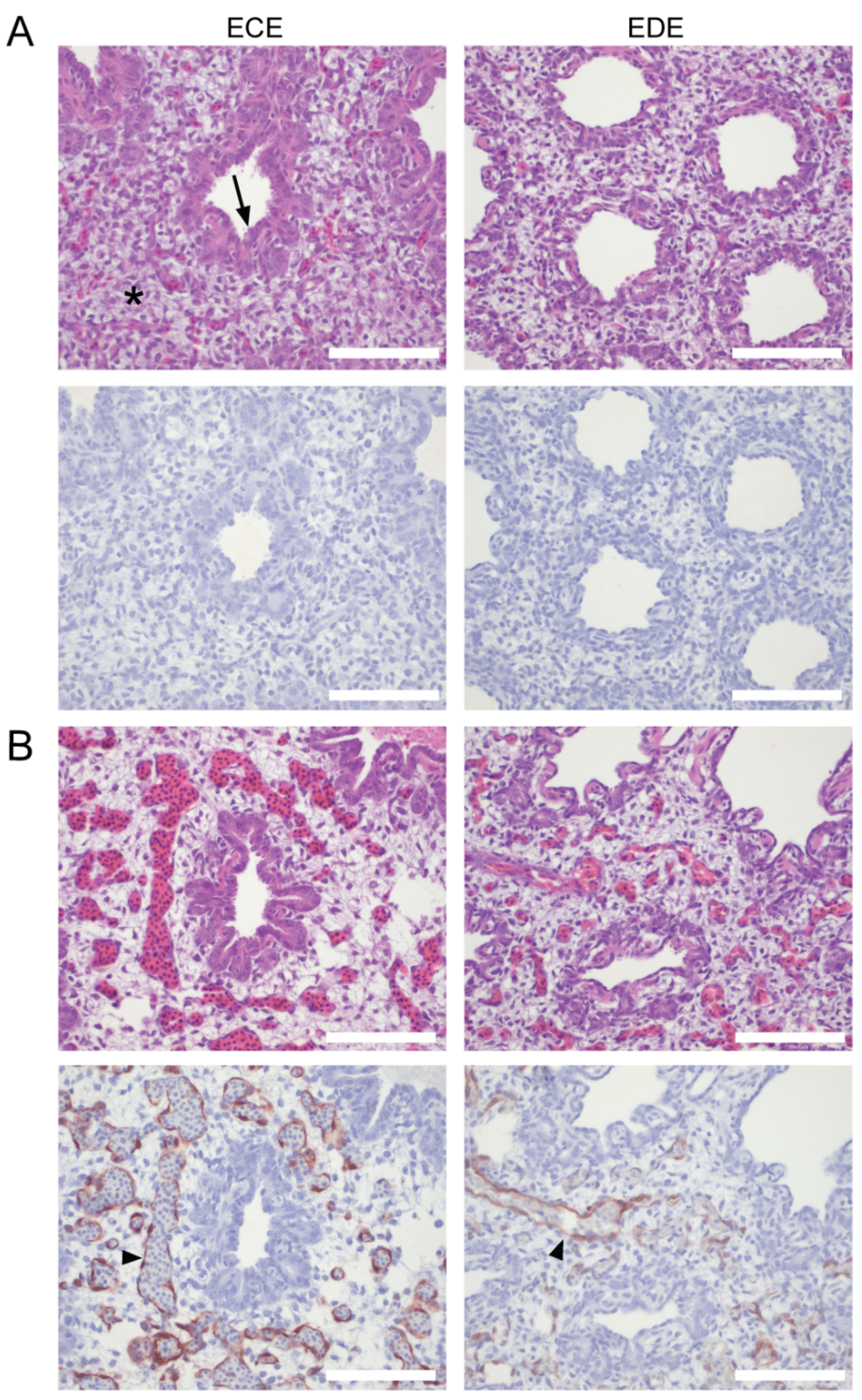 Viruses 14 00165 g005 Viruses 14 00165 g005