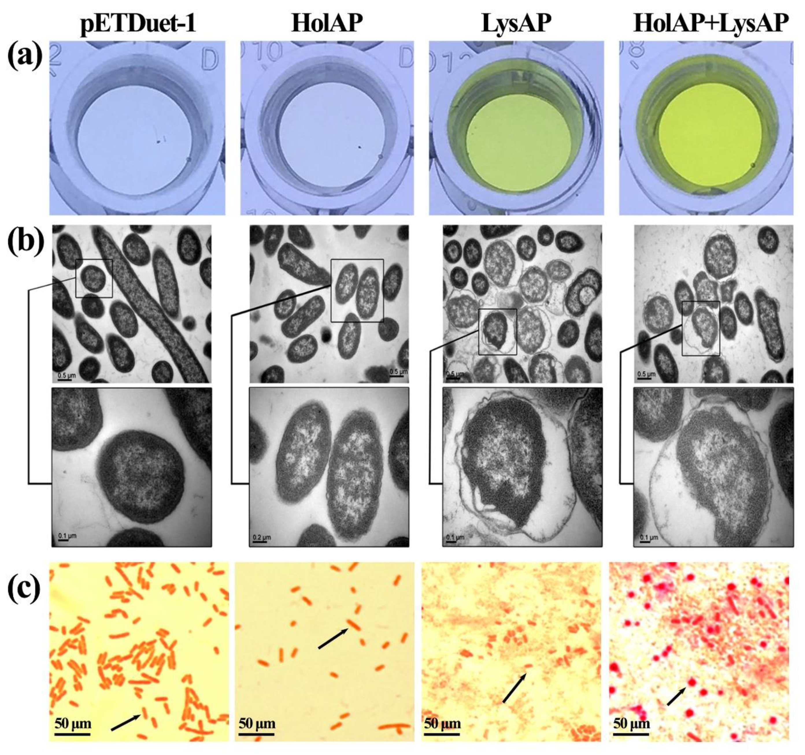 Viruses 14 00167 g004 550