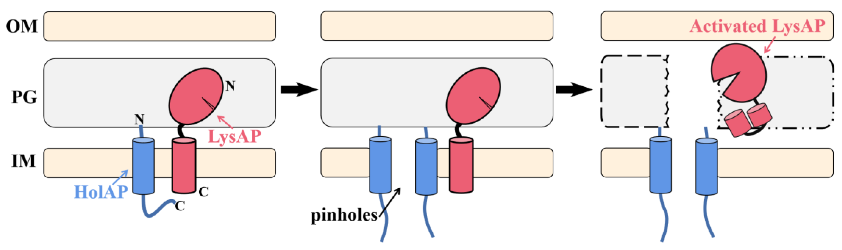 Viruses 14 00167 g007 550